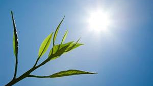 Caring for your plant in extreme heat