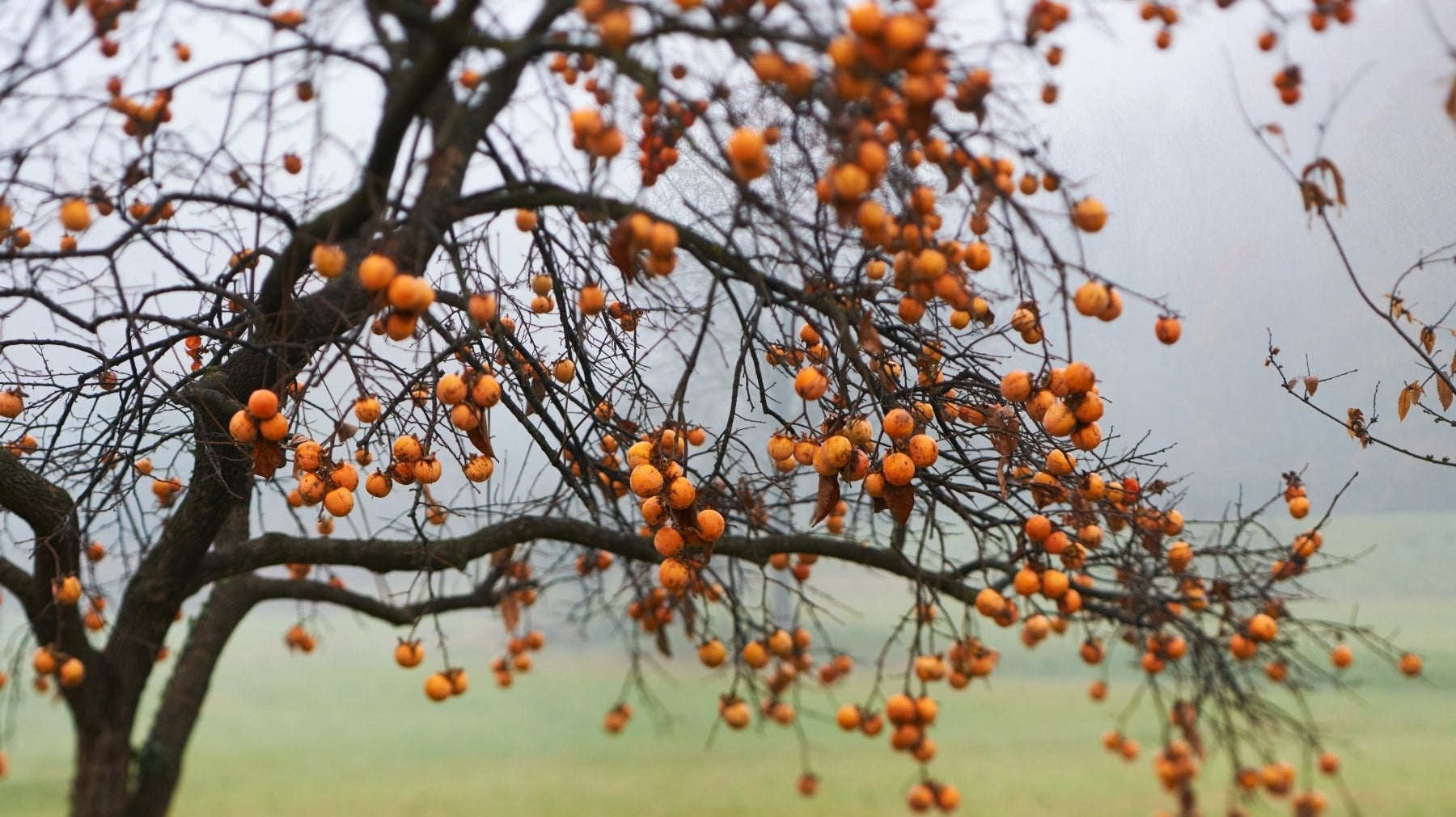 Why You Should Plant and Grow a Persimmon Tree in Your Yard