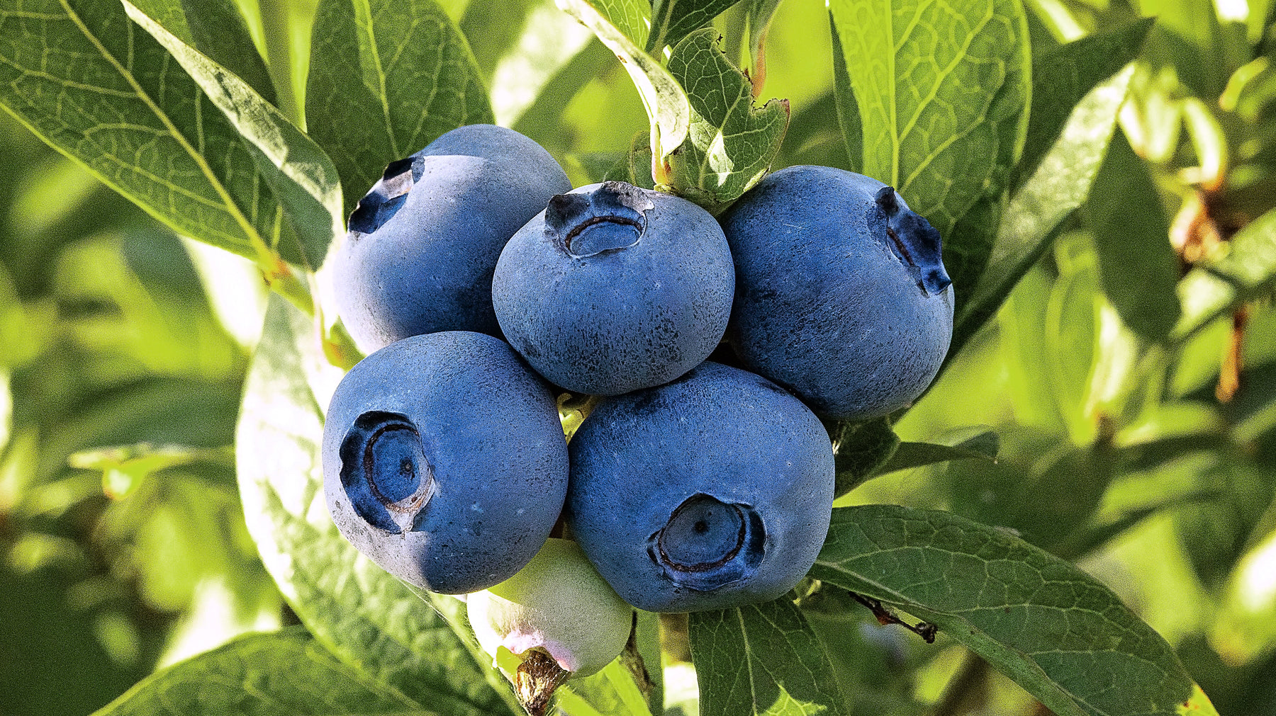 Buying, Growing & Using The Blueberry Plant