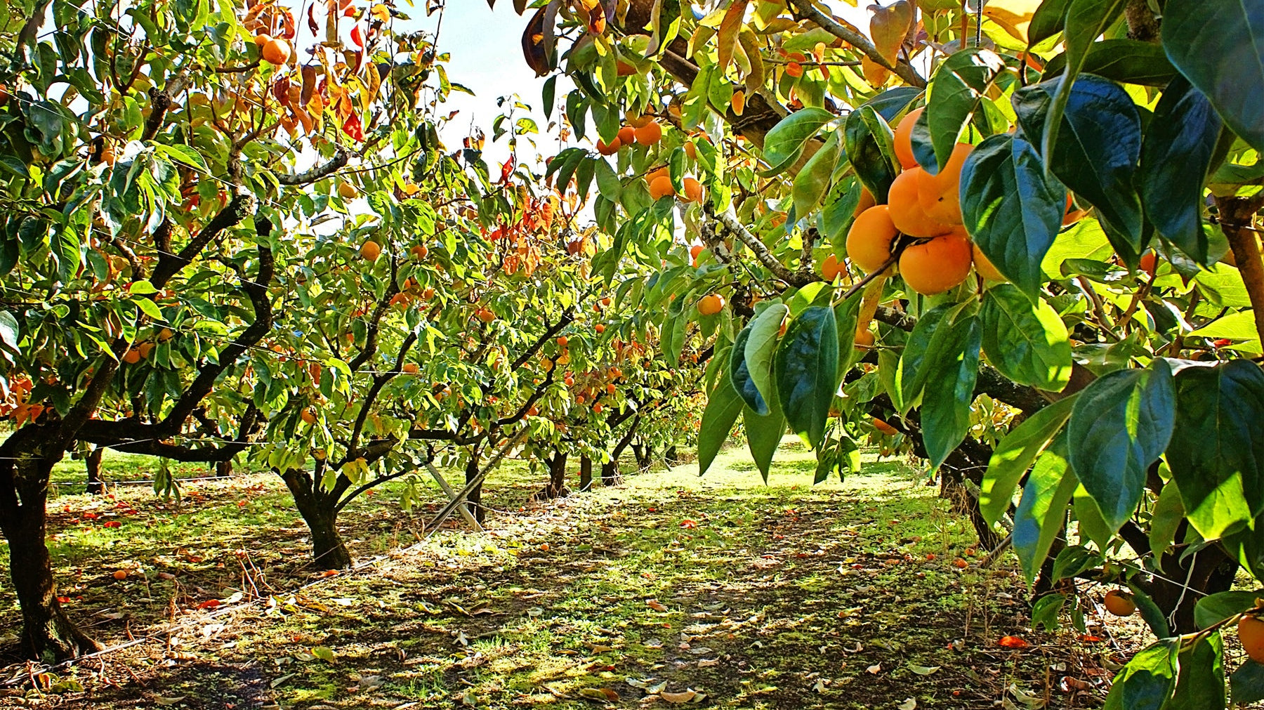 Tips For Selecting Fruit Trees