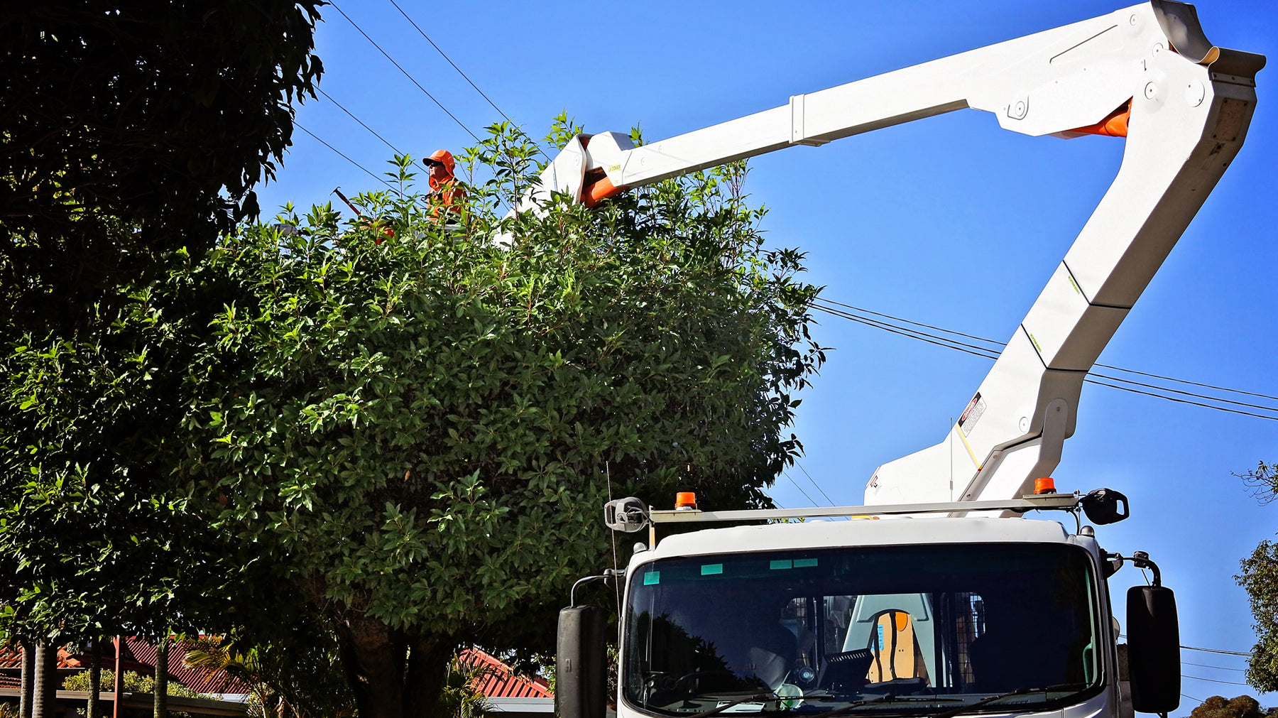 Landscaping Around Power Lines
