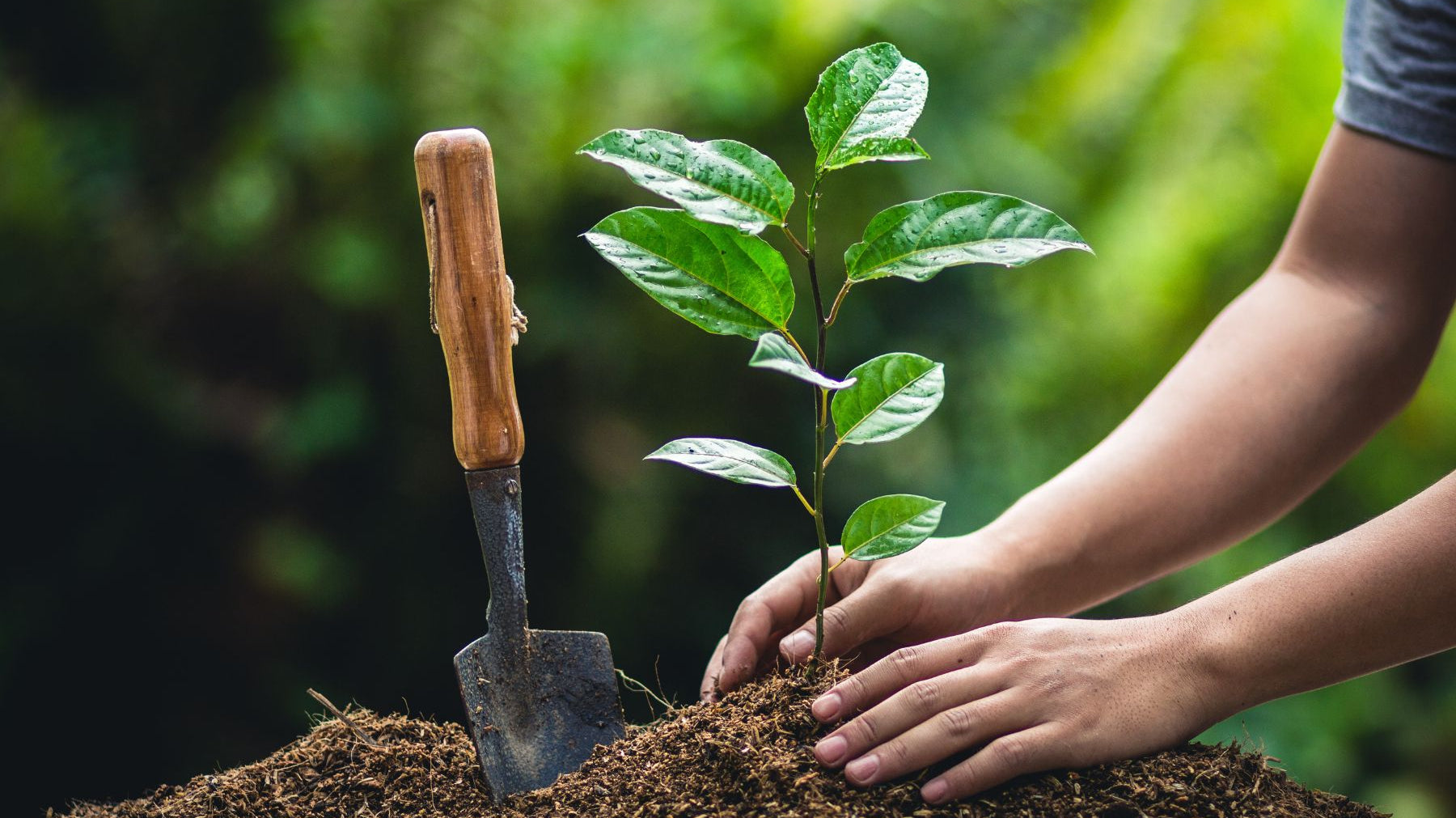 Why Planting a Fruit Tree Is a Gift for the Future