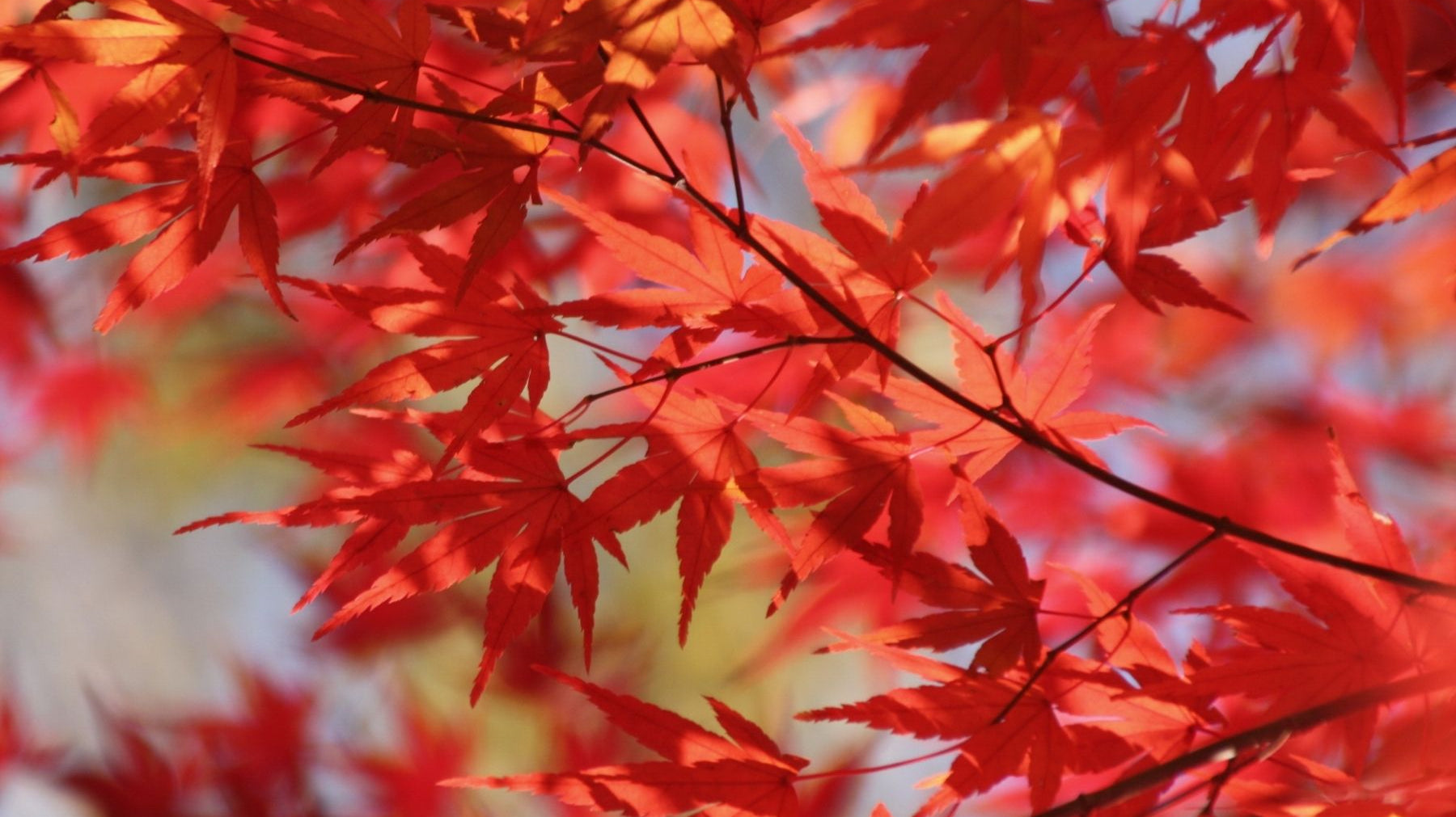 Choosing the Right Maple Tree for Your Landscape