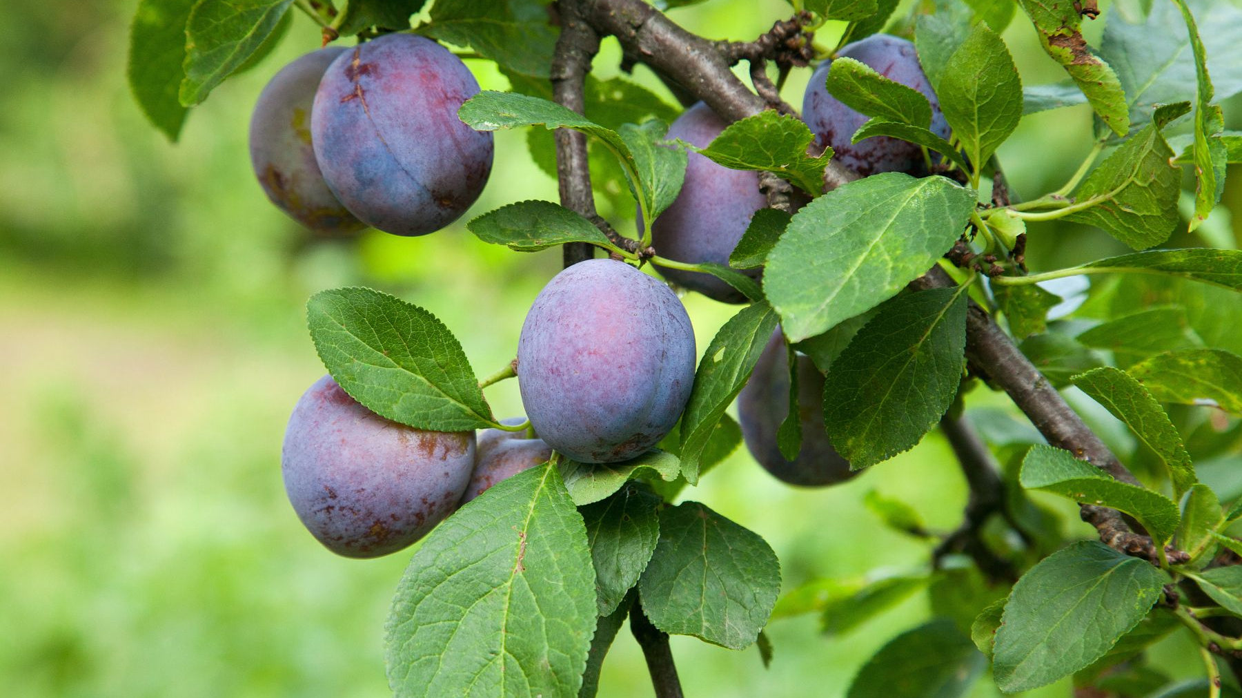 What Makes AU Plums So Different Than Other Plums?