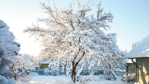 How To Winterize Trees & Shrubs