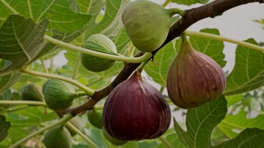 Must-Know Tips for Winterizing a Fig Tree