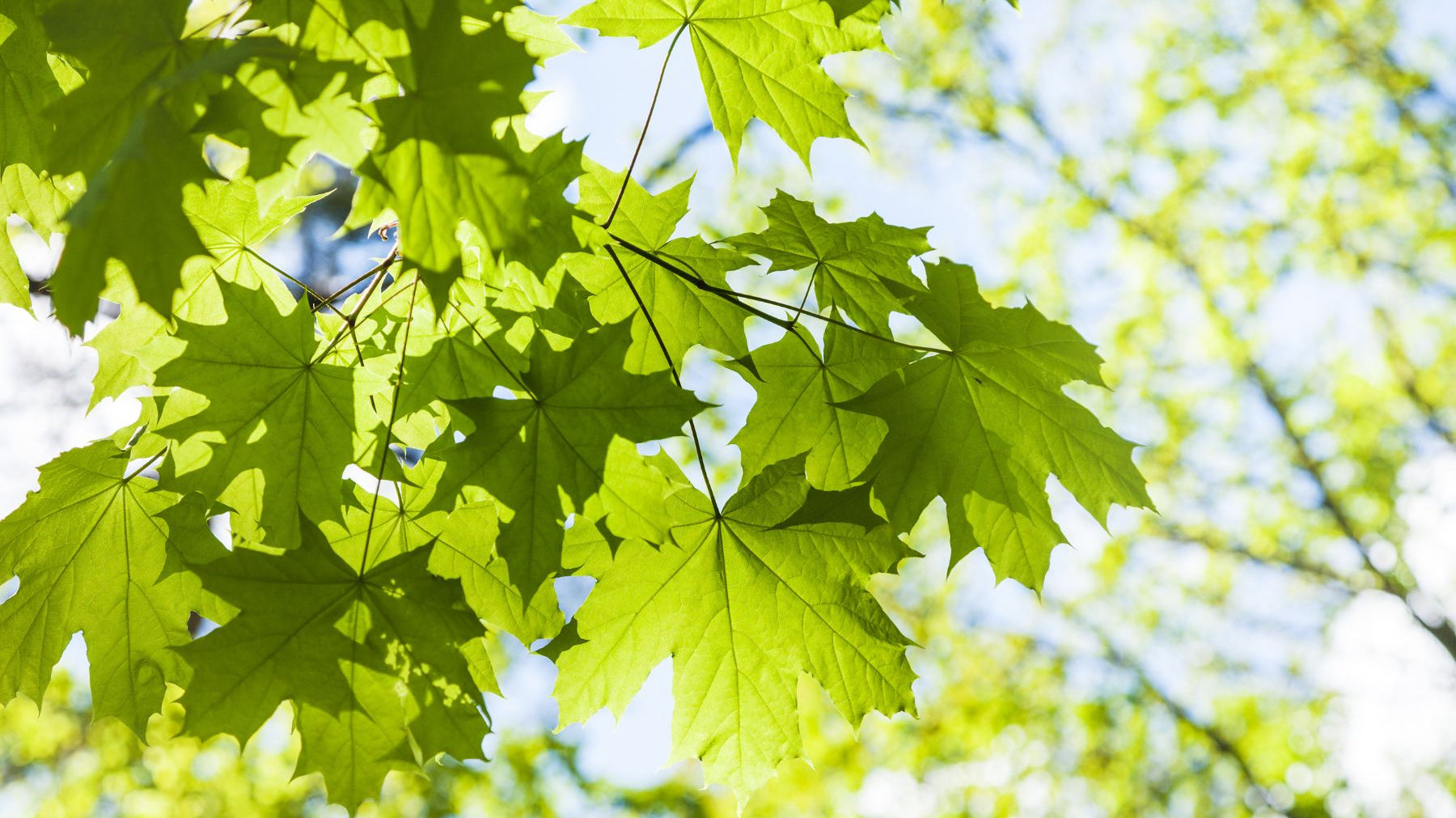 Everything You Need To Know About the Types of Maple Trees