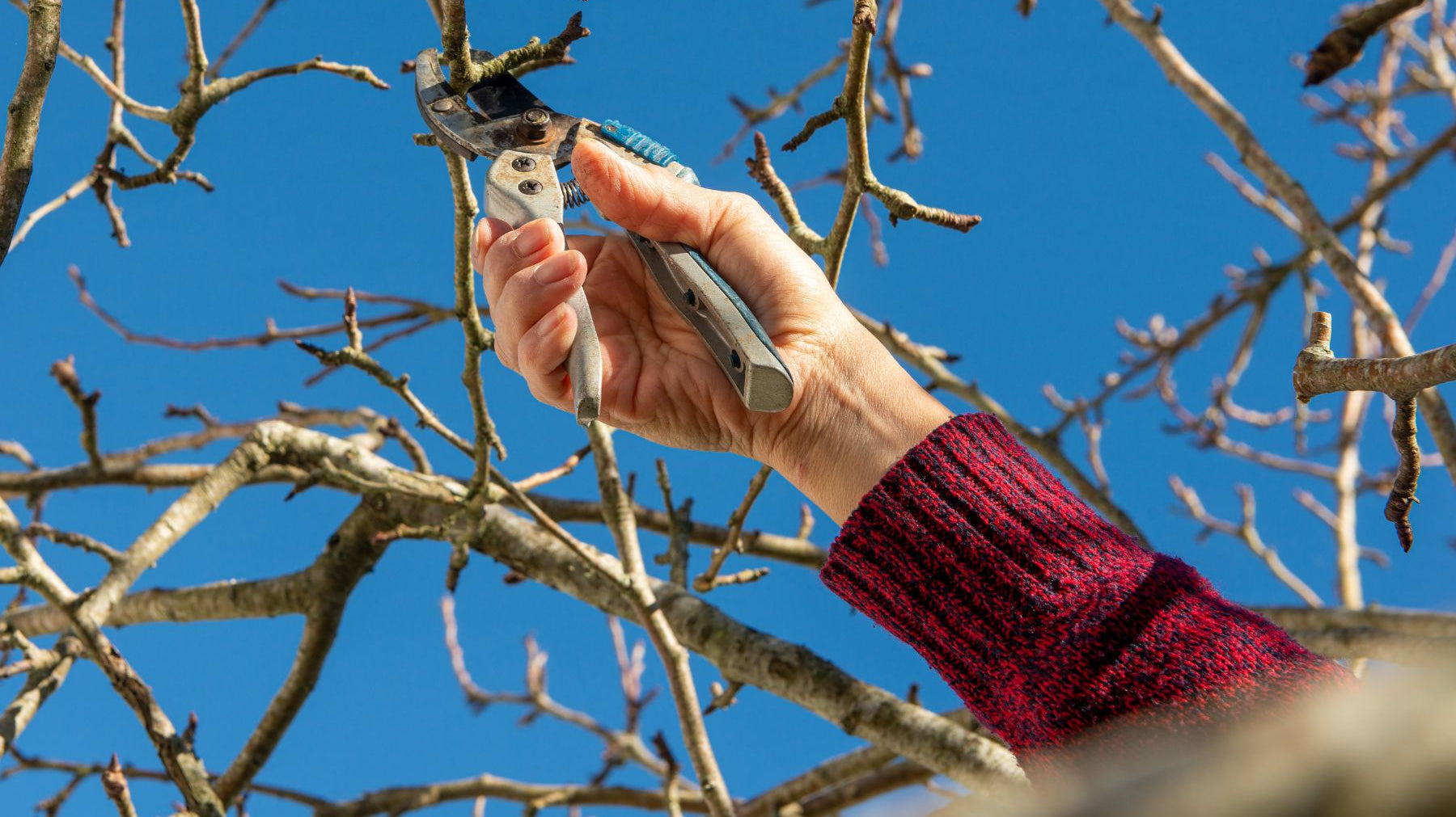 The Best Ways To Help Your Tree Survive a Dry Season