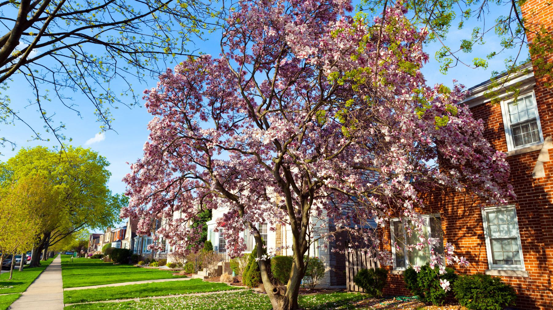 The 5 Best Fragrant Trees for Your Property