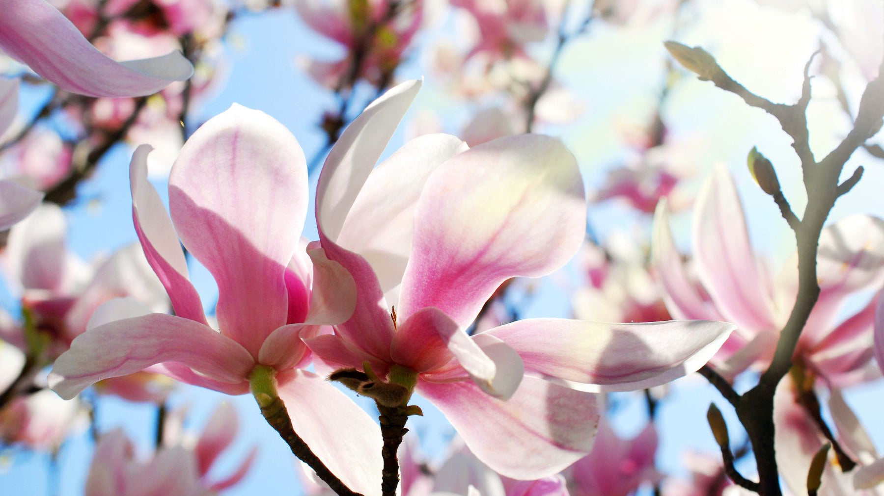 Which Magnolia Tree Is a Fit for You and Your Yard?