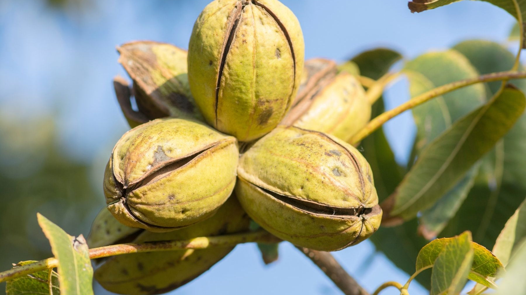 What You Can Do With Your Pecan Tree Nuts