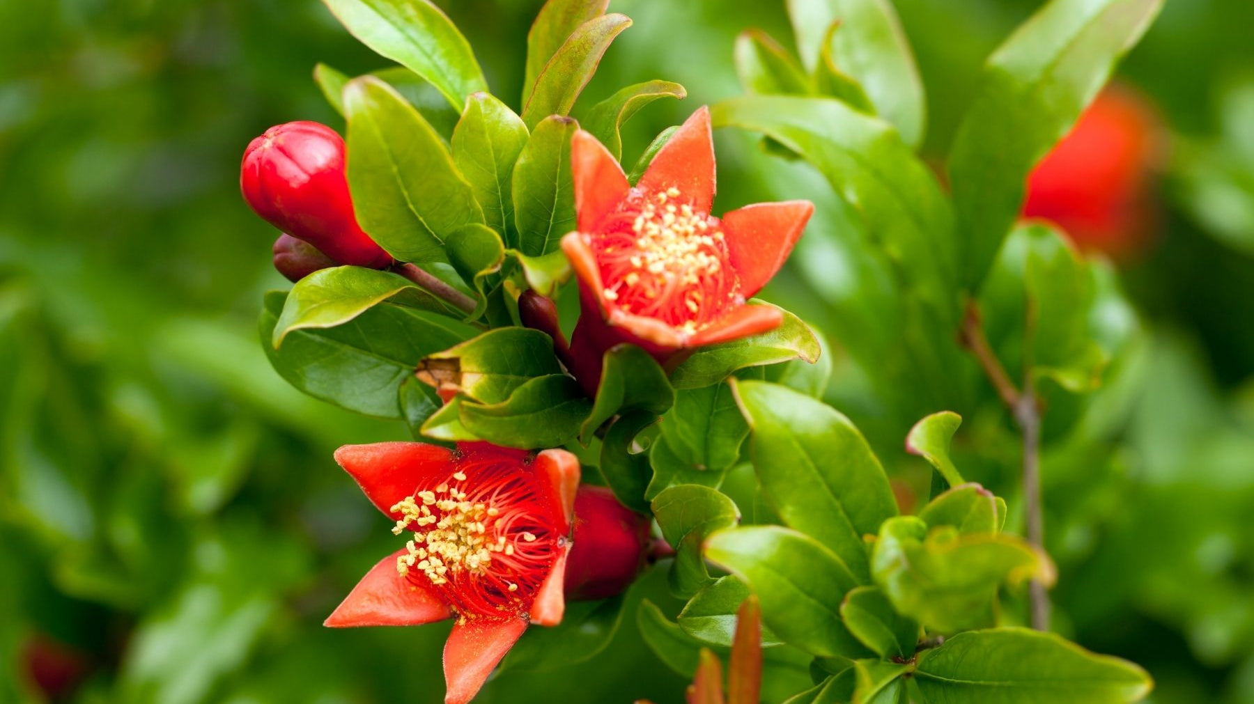 How To Fertilize and Water Your Pomegranate Tree