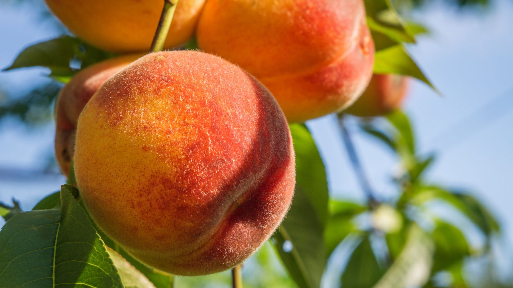 Everything You Need To Know About Growing a Peach Tree