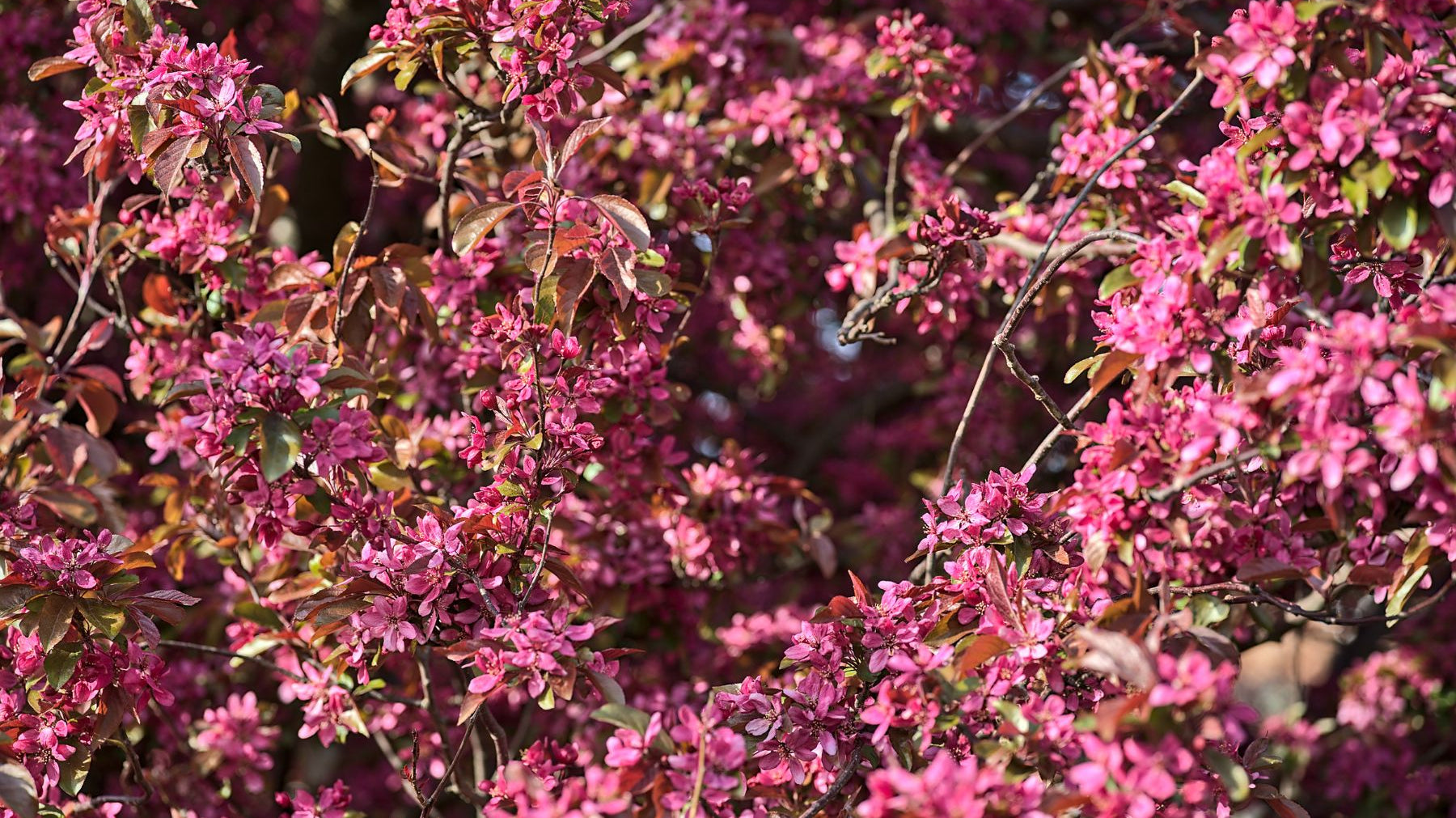 4 Tips for Selecting Trees for Small-Space Landscaping