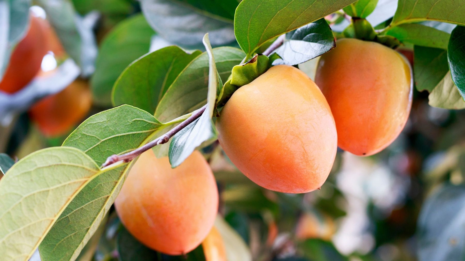 All About the Versatility of Persimmon Trees