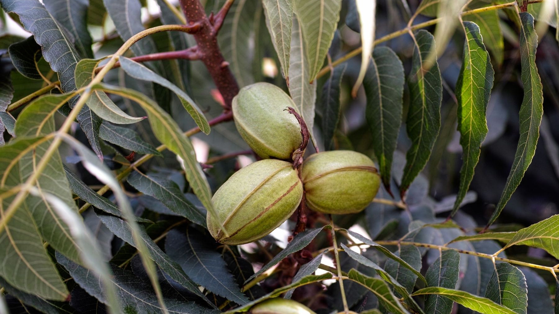 How Long Does It Take for Pecan Trees To Start Producing?