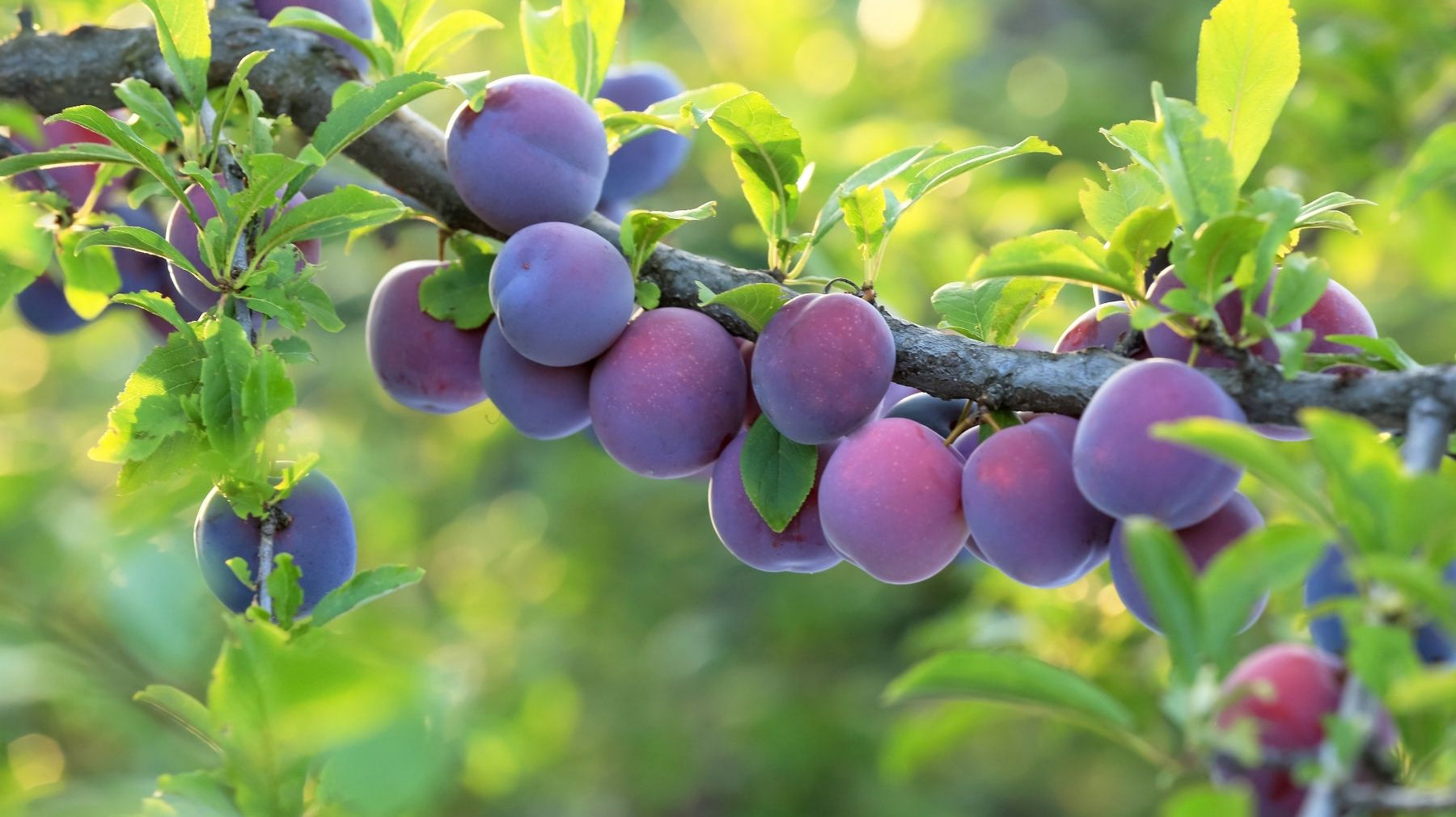 Why Spring Is the Best Time To Plant a Plum Tree