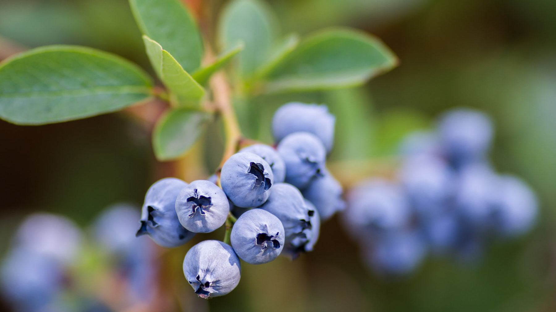4 Signs That Your Blueberry Bush Is Ready to Harvest