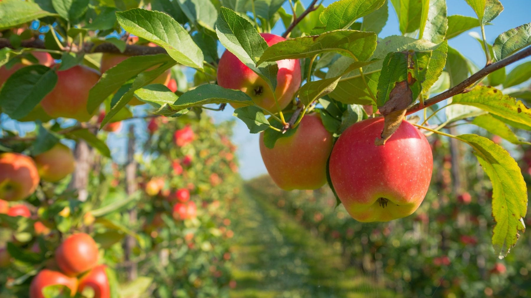 Common Apple Tree Diseases & How To Treat Them