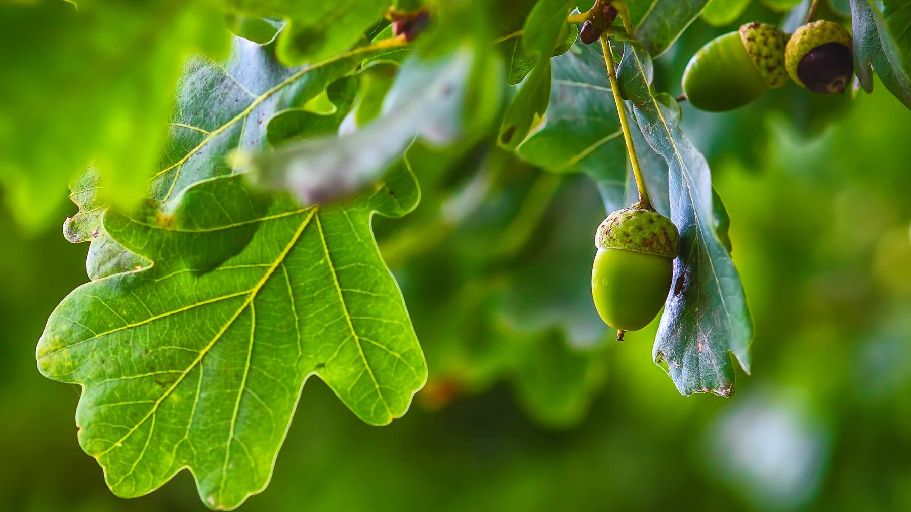 Why Are Oak Trees Considered Unique Among Trees?