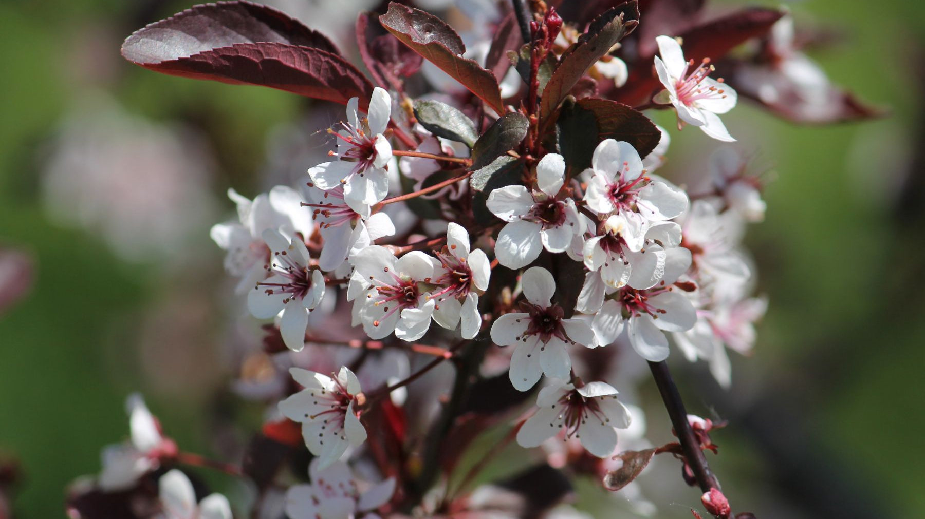 Are Purple-Leaf Plums Edible and Do They Taste Any Good?