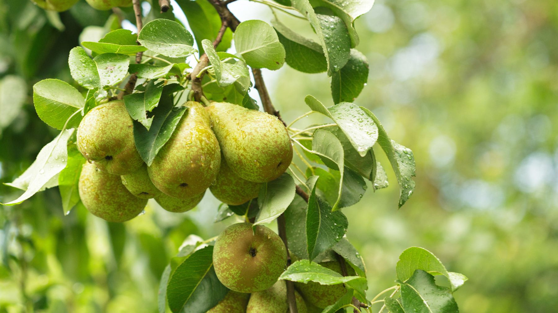 Why You Should Keep Bugs Off Your Pear Tree