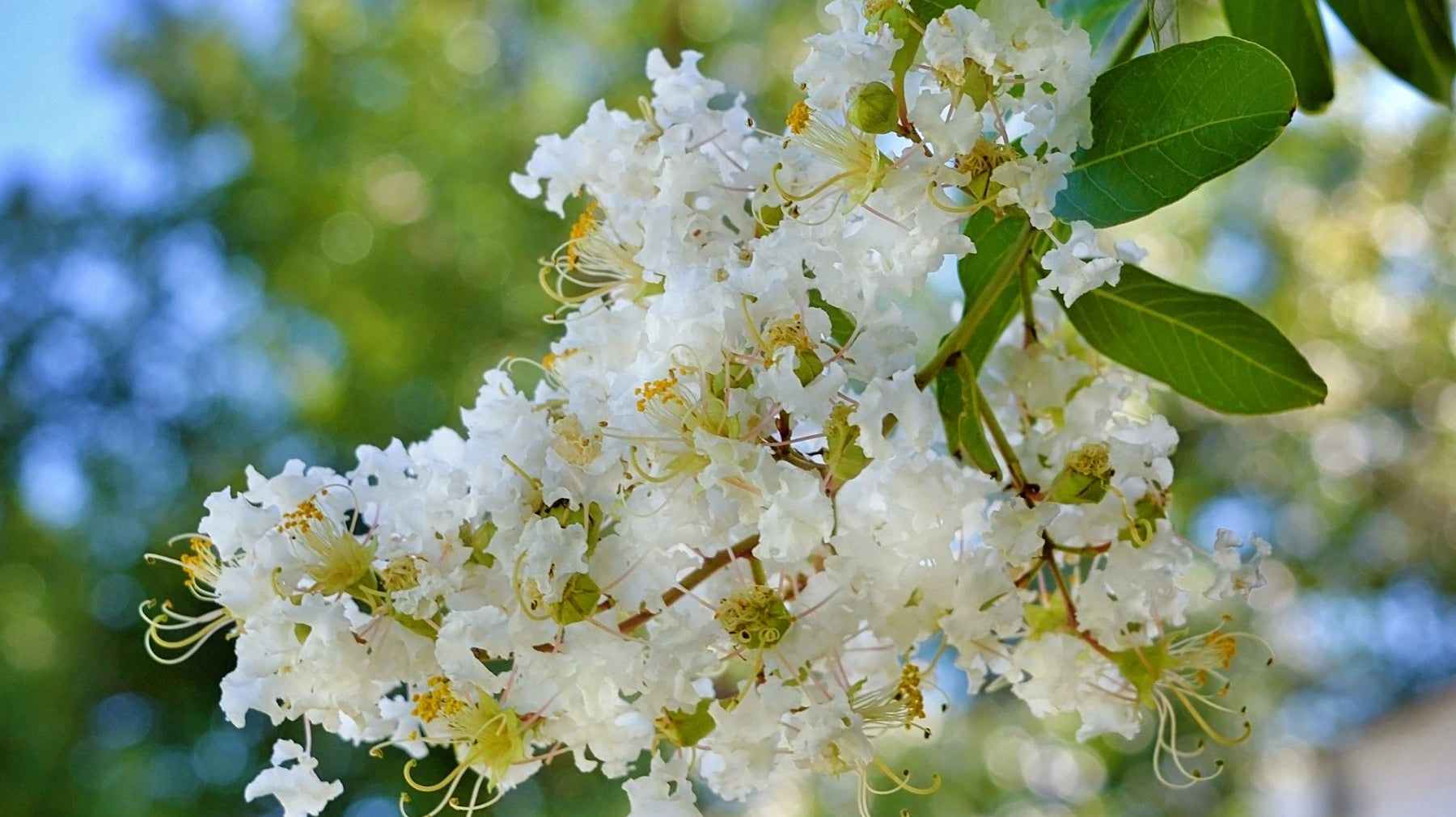 3 Reasons Your Crape Myrtle Is Not Blooming