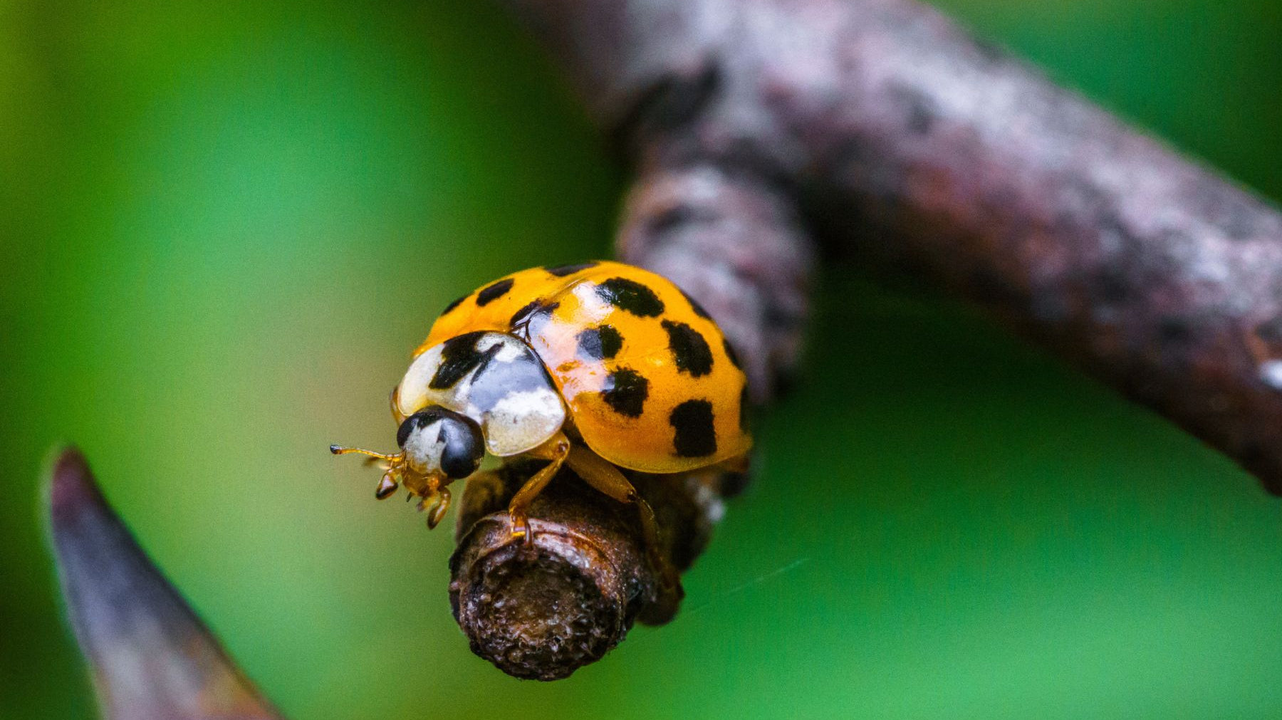 Harmful vs. Friendly: Which Insects Are Helping Your Tree?
