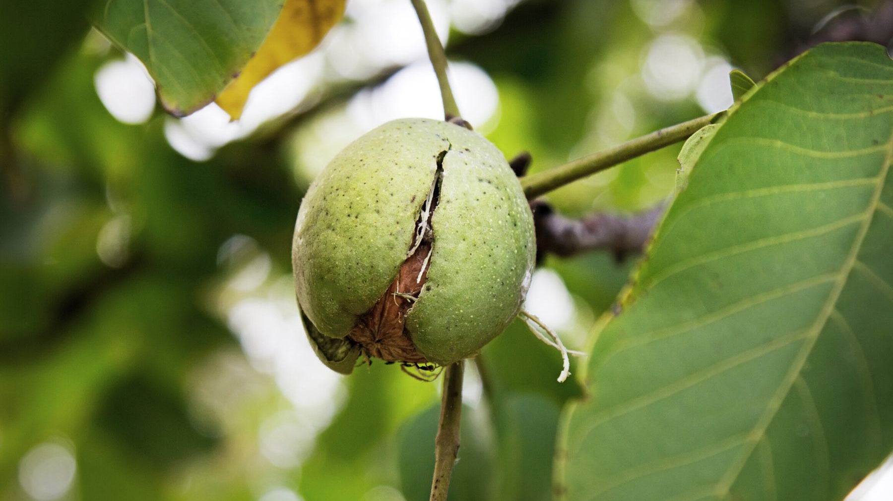3 Signs That Your Pecan Tree Is in Good Health