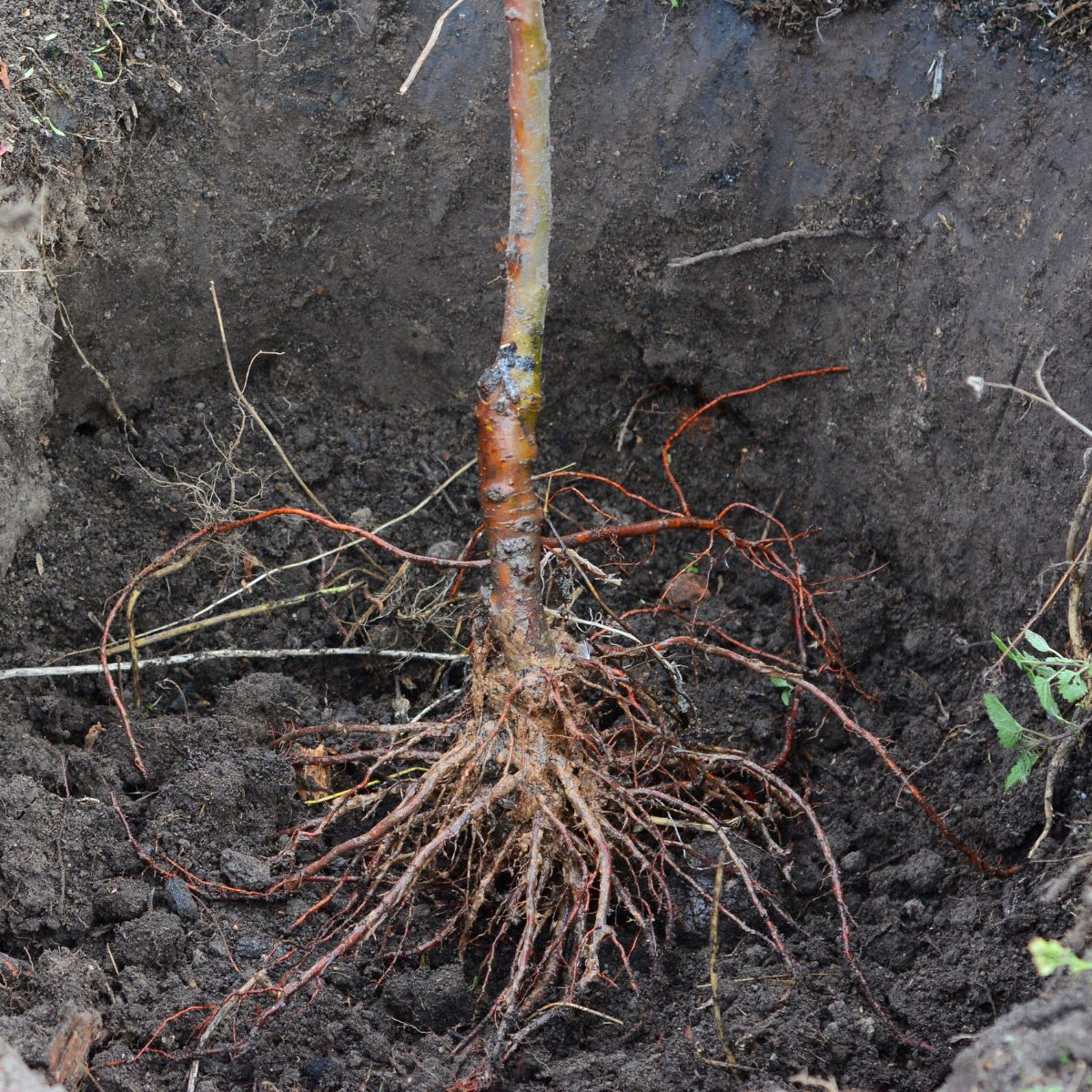 Should You Plant Bare-Root or Potted Pecan Trees? – Plant Me Green
