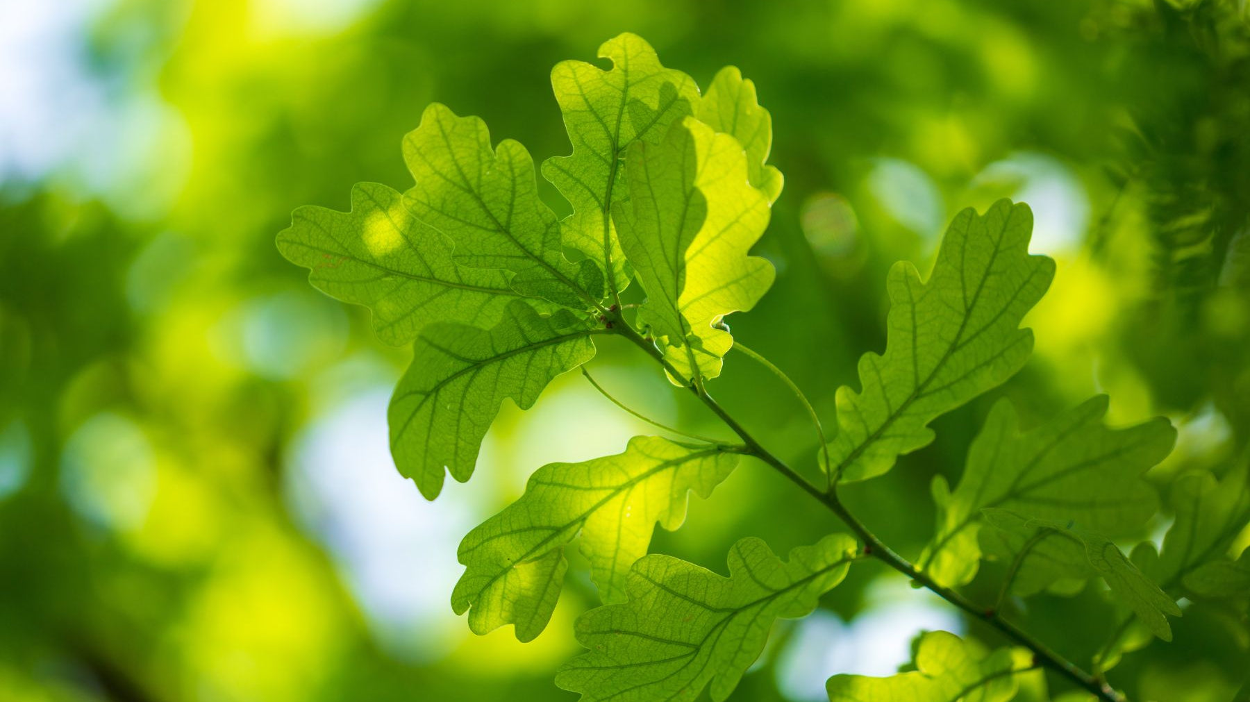 Why Are Oak Trees Important to the Ecosystem?