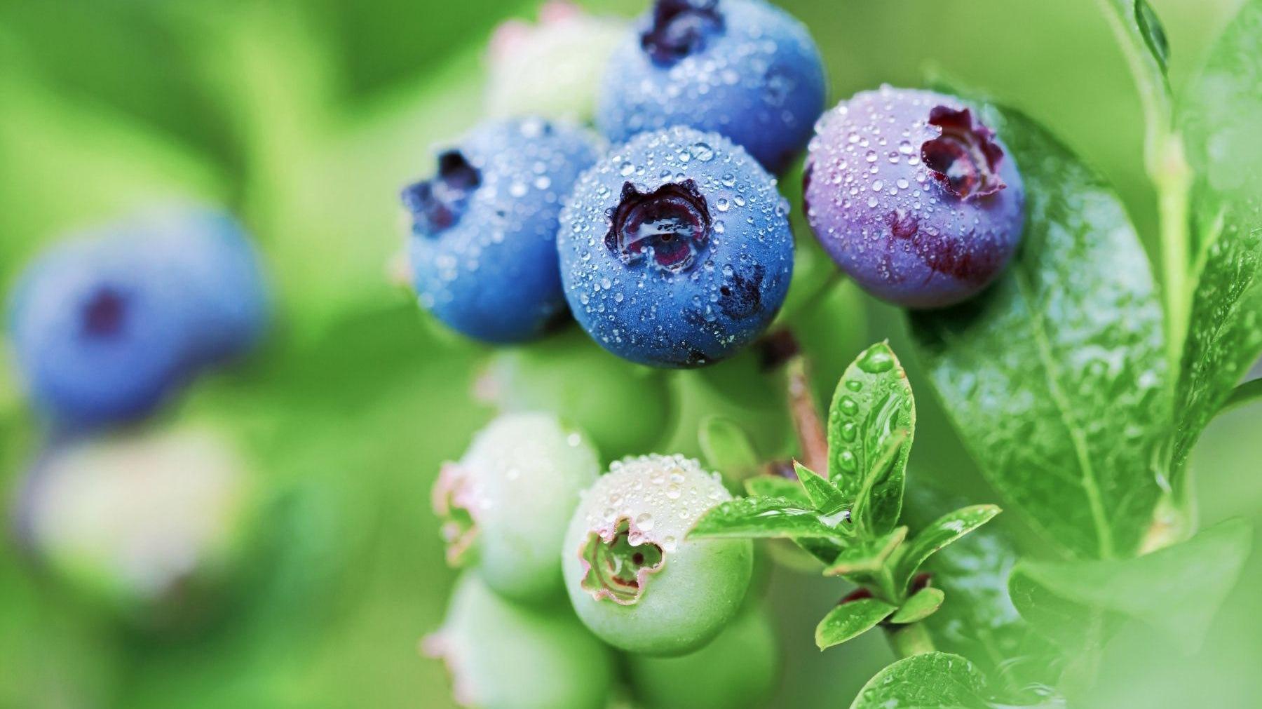 Things To Know About Planting Blueberry Bushes in Your Yard