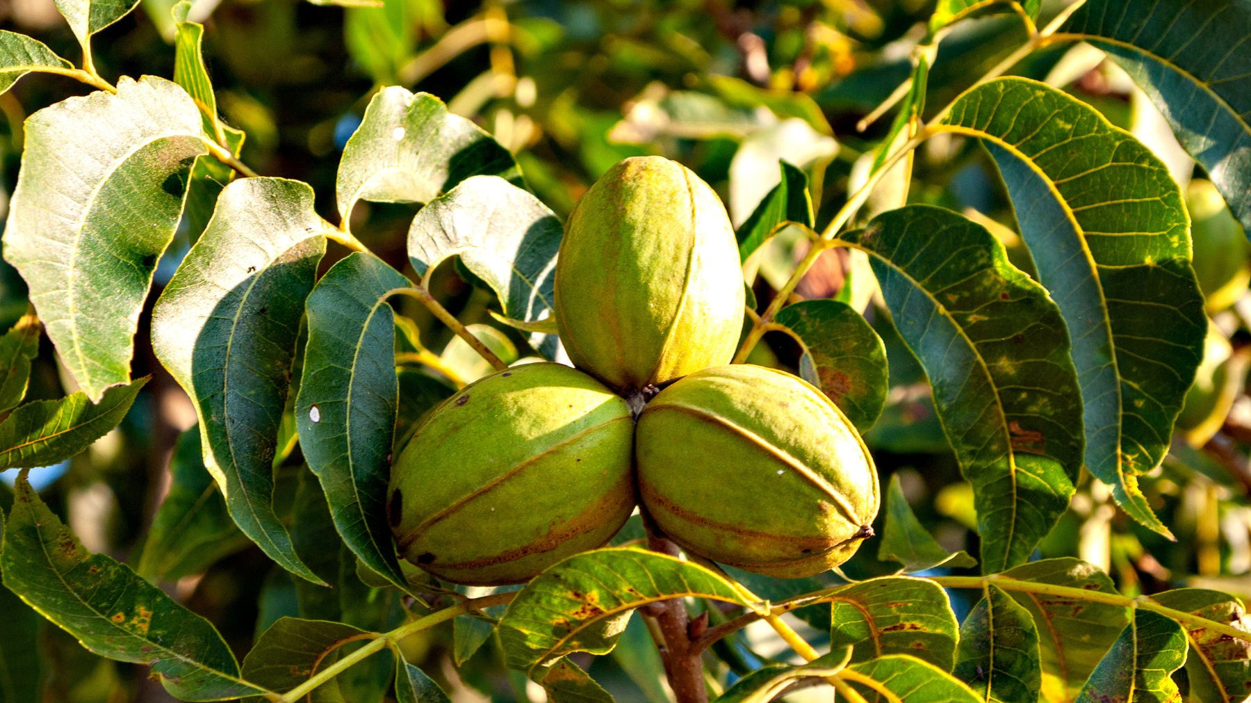 5 Tips for Picking the Right Trees for Your Yard