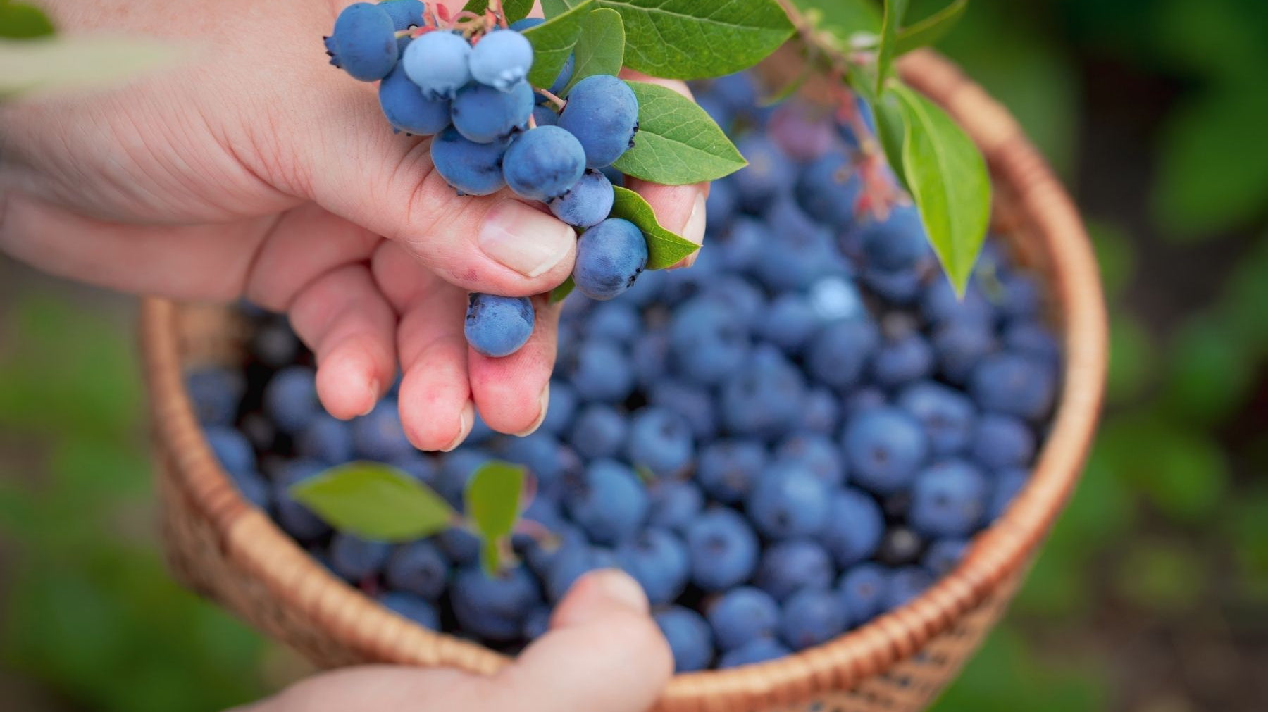 How To Harvest Your Blueberries Without Causing Damage