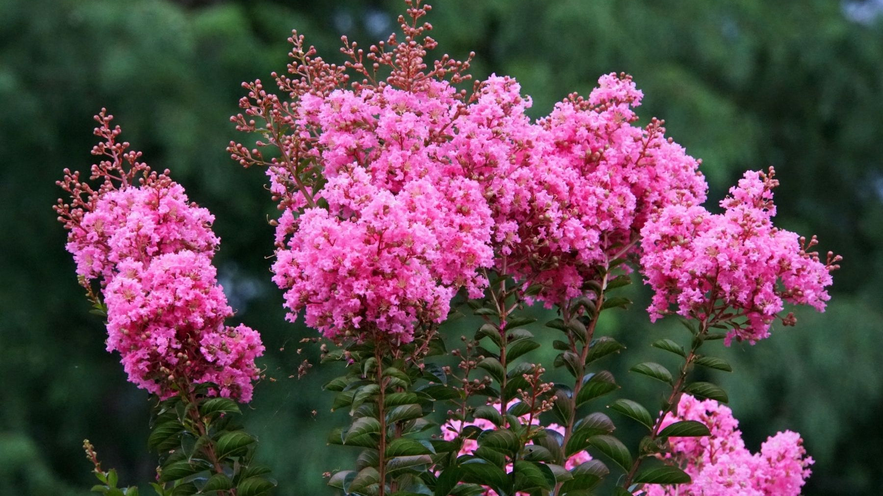 The Best Time of Year To Plant a Crape Myrtle