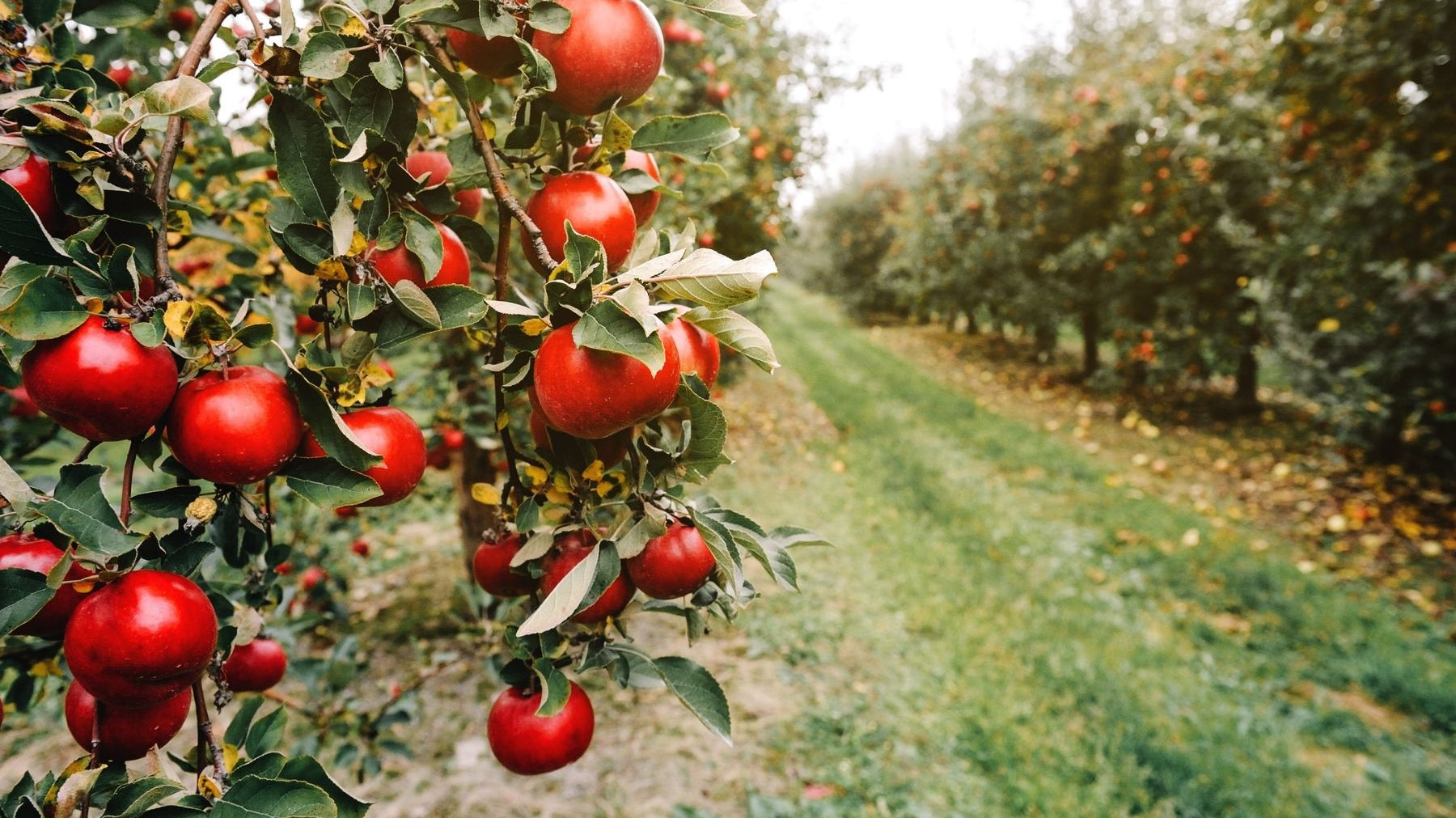 Which Apple Trees Grow the Best on the West Coast?
