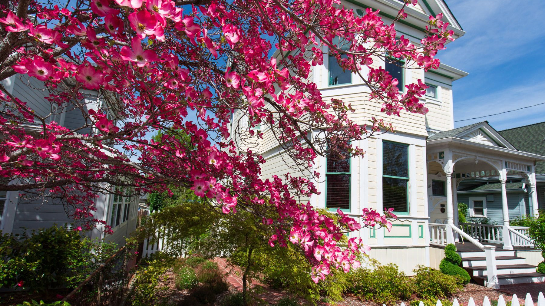 The Best Trees To Plant for Allergy Sufferers