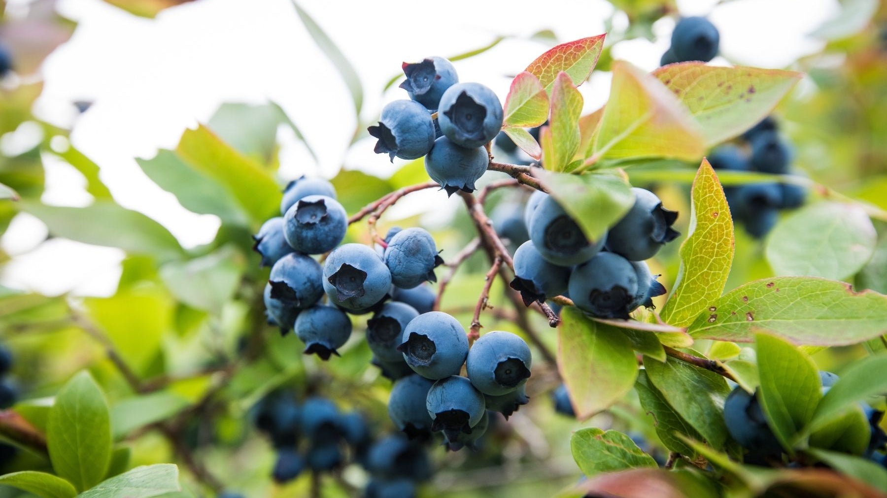 Useful Tips for Pruning Your Blueberry Bushes