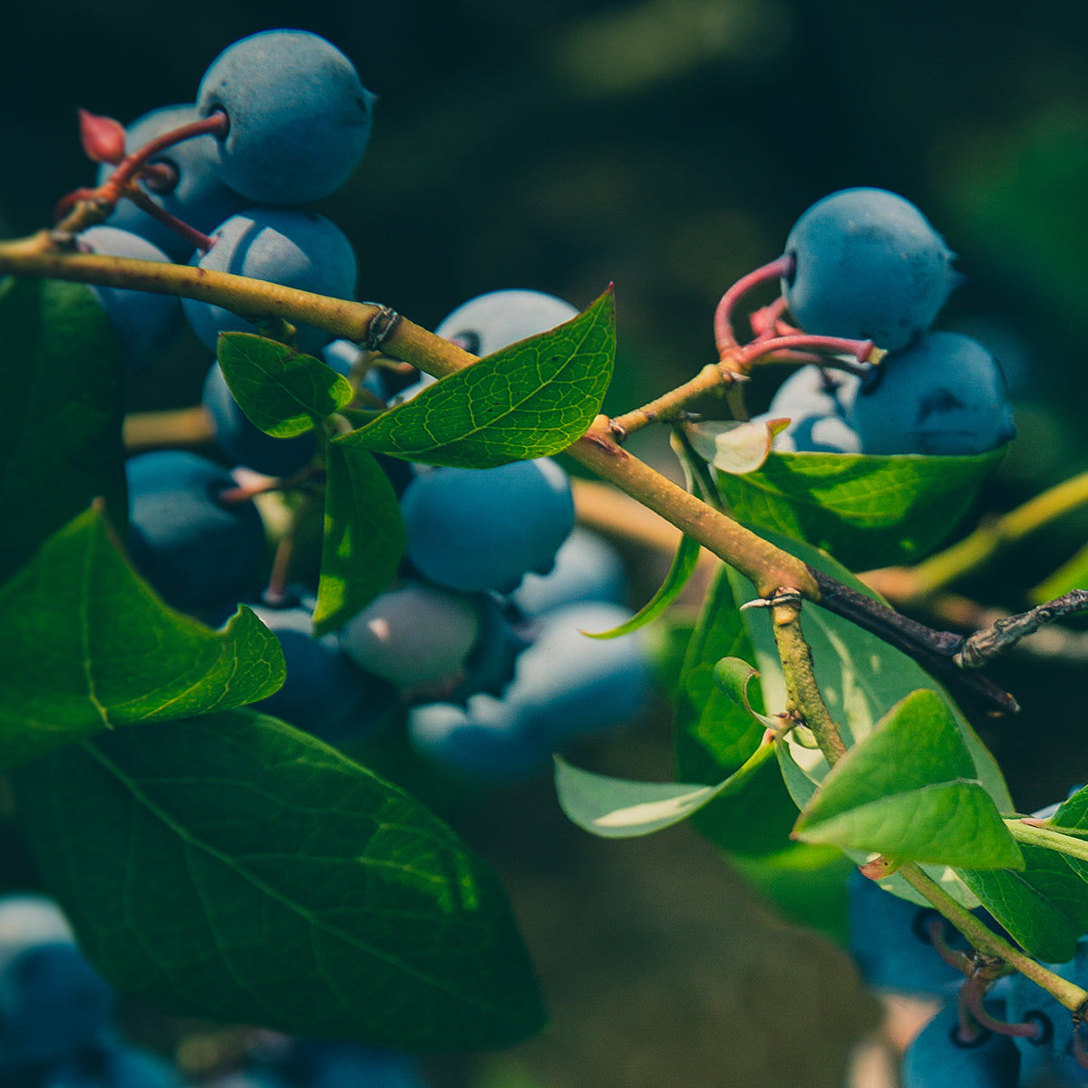 Legacy Blueberry | Deciduous Shrub