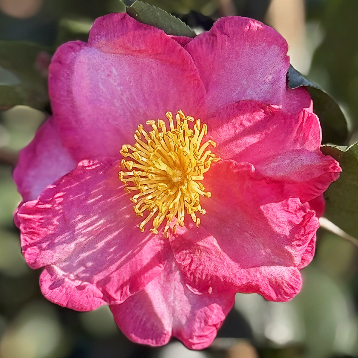 Camellia Sasanqua Kanjiro Plant Me Green camellia-sasanqua-kanjiro-plant-me-green