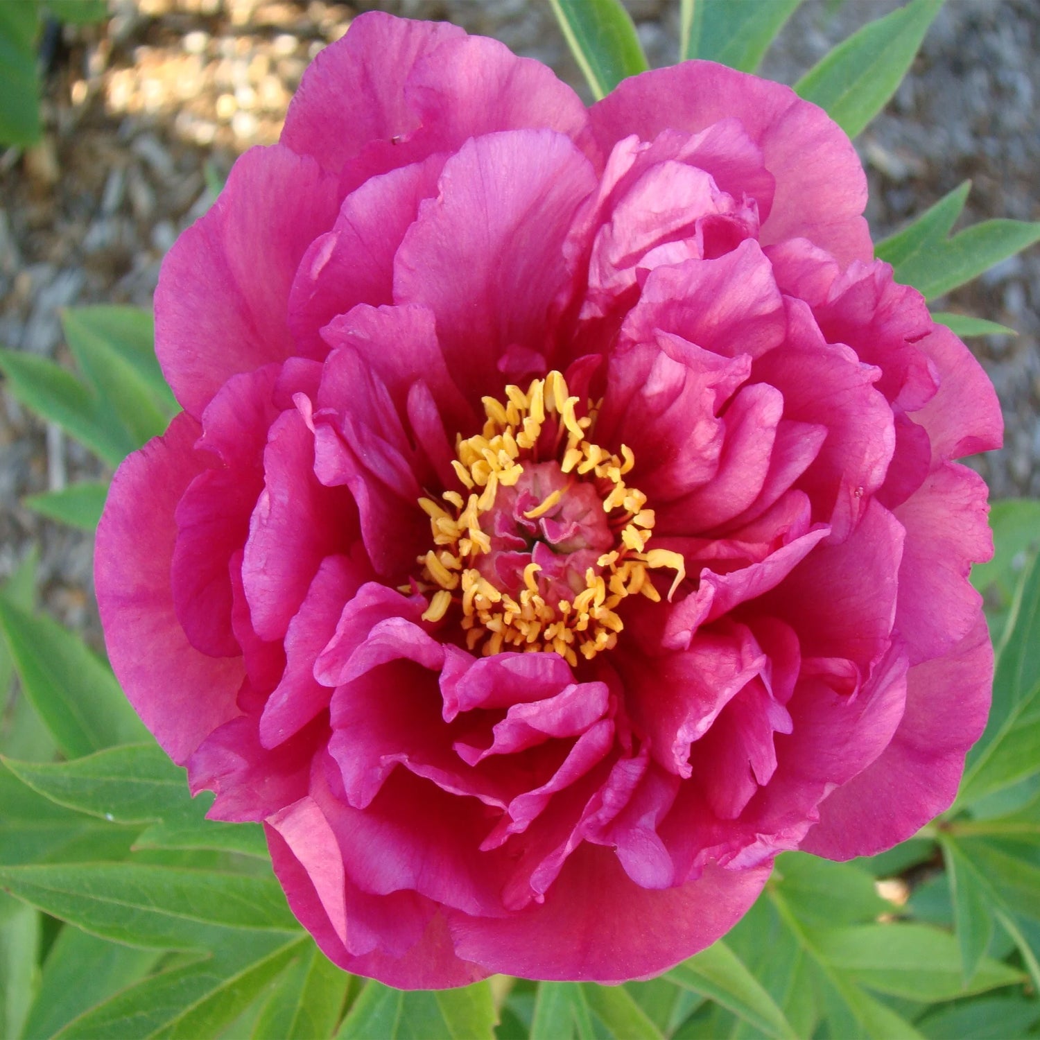 Peony - Garden Candy® Evie Jane Itoh – Plant Me Green