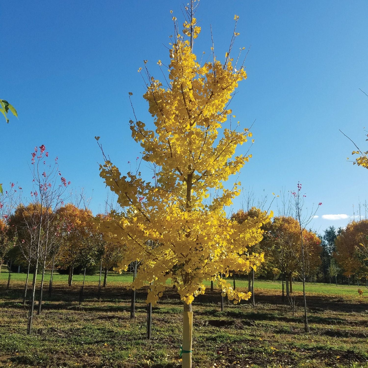 Ginkgo - Princeton Sentry – Plant Me Green