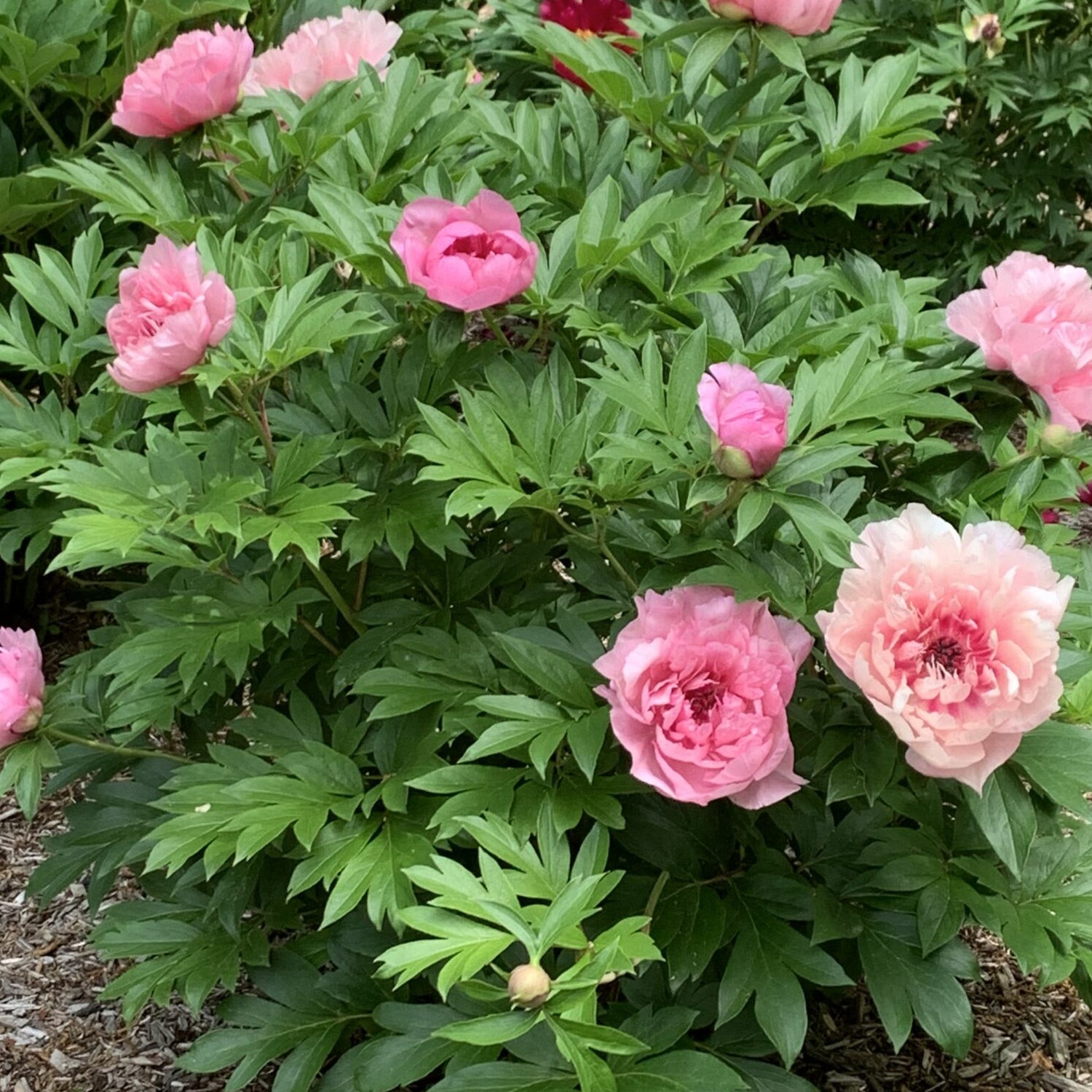 Peony - Garden Candy® Lacey Ryan™ Itoh – Plant Me Green