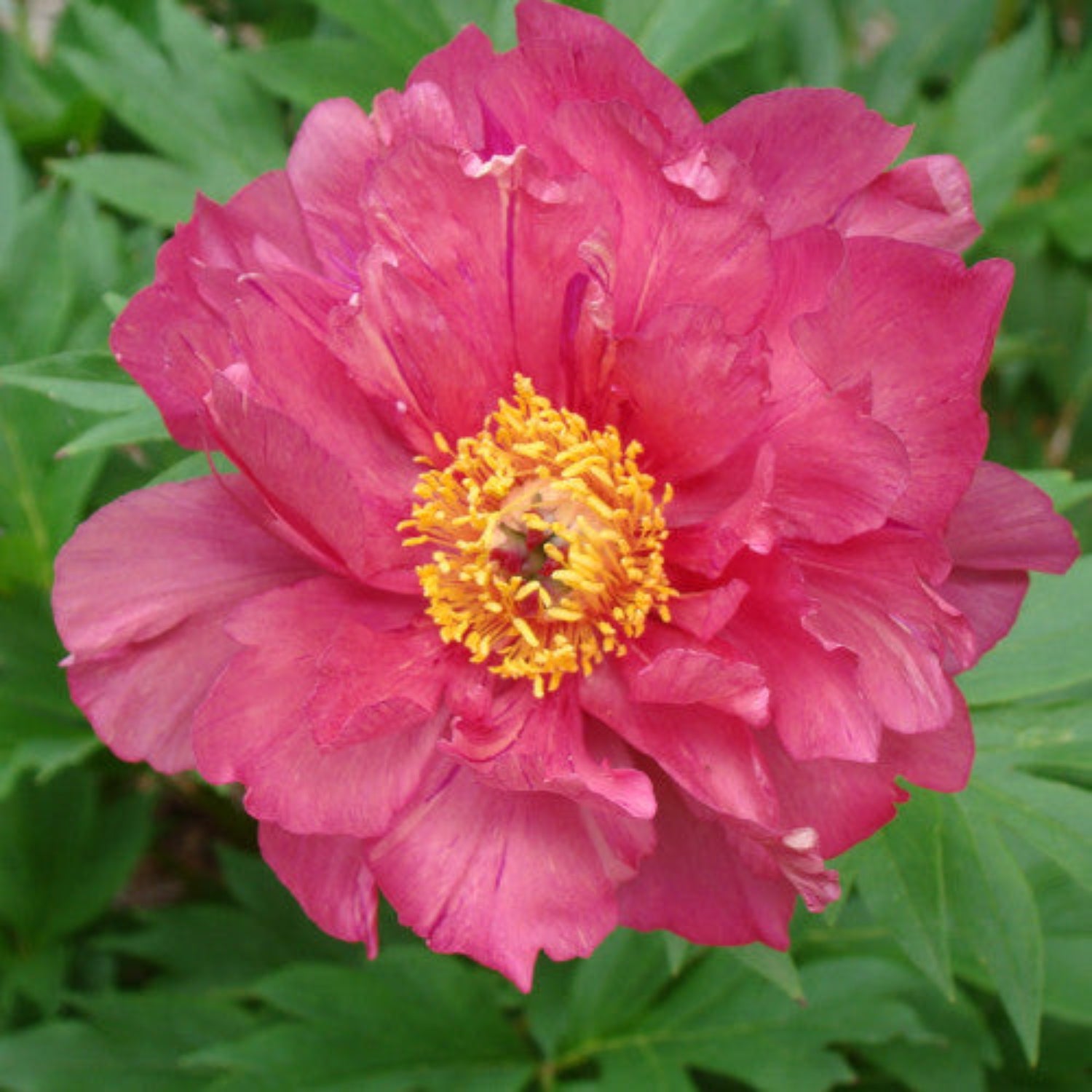 Peony - Garden Candy® Hot Tamale™ Itoh – Plant Me Green