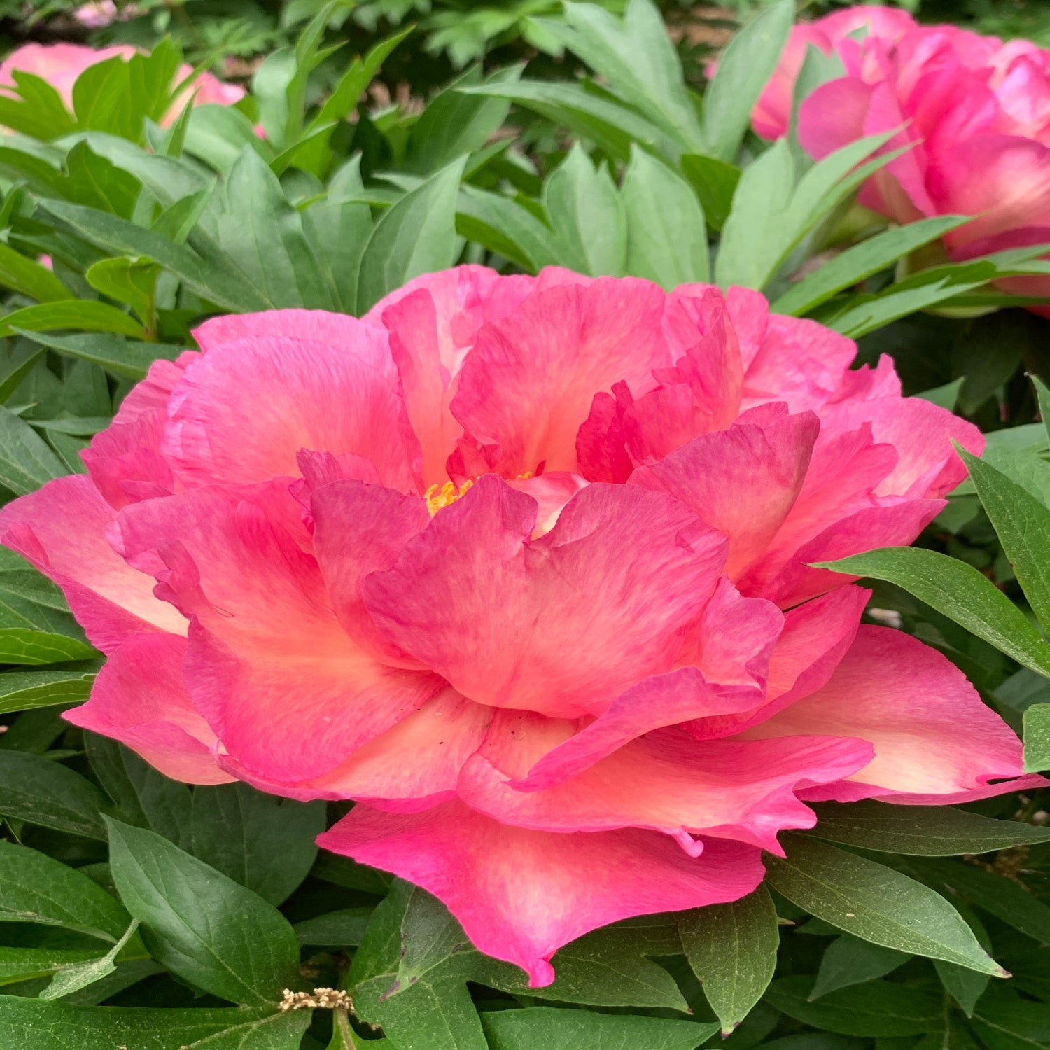 Paeonia_Noa_Jolie_PPAF.jpg?