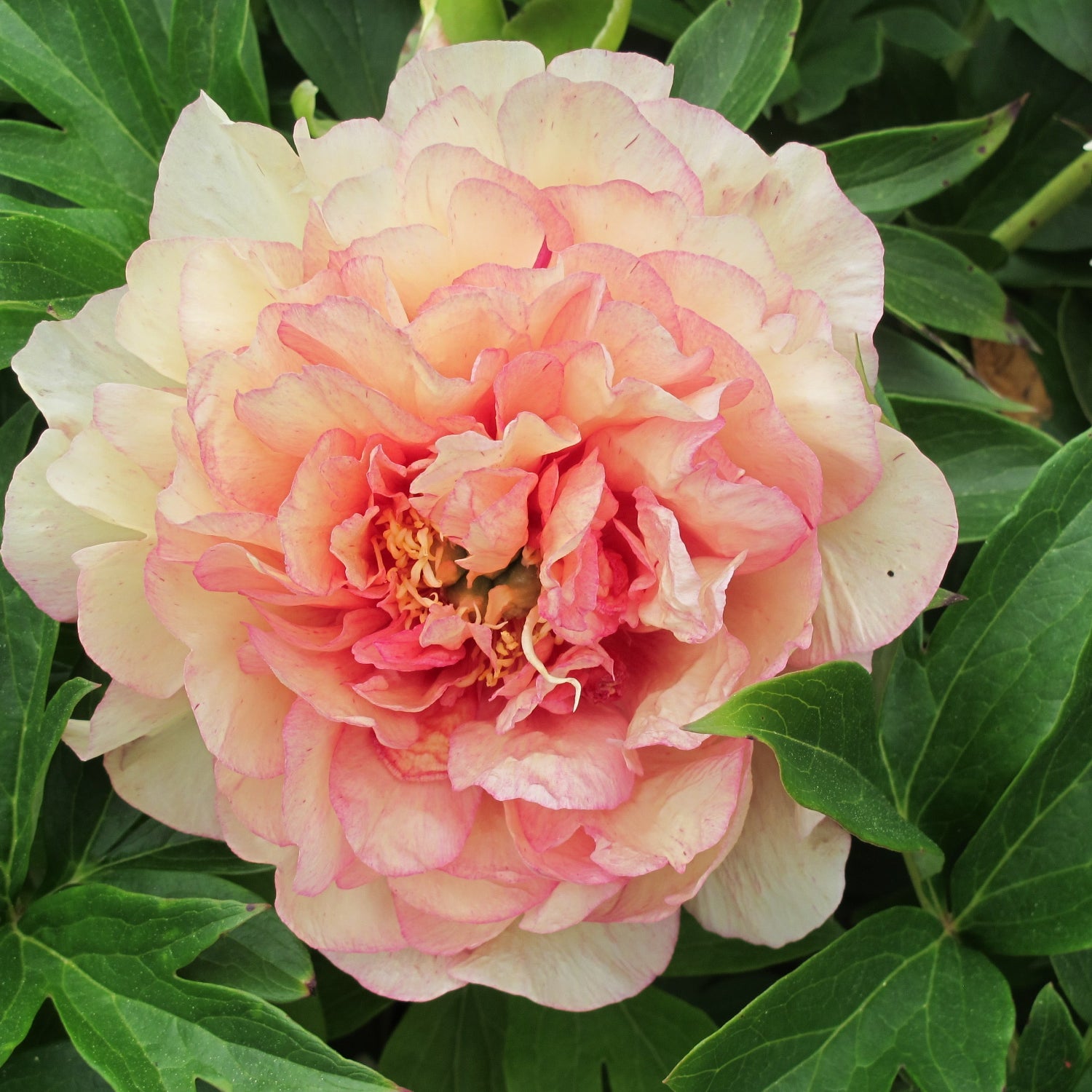 Peony - Garden Candy® Simply Scrumptious™ Itoh – Plant Me Green