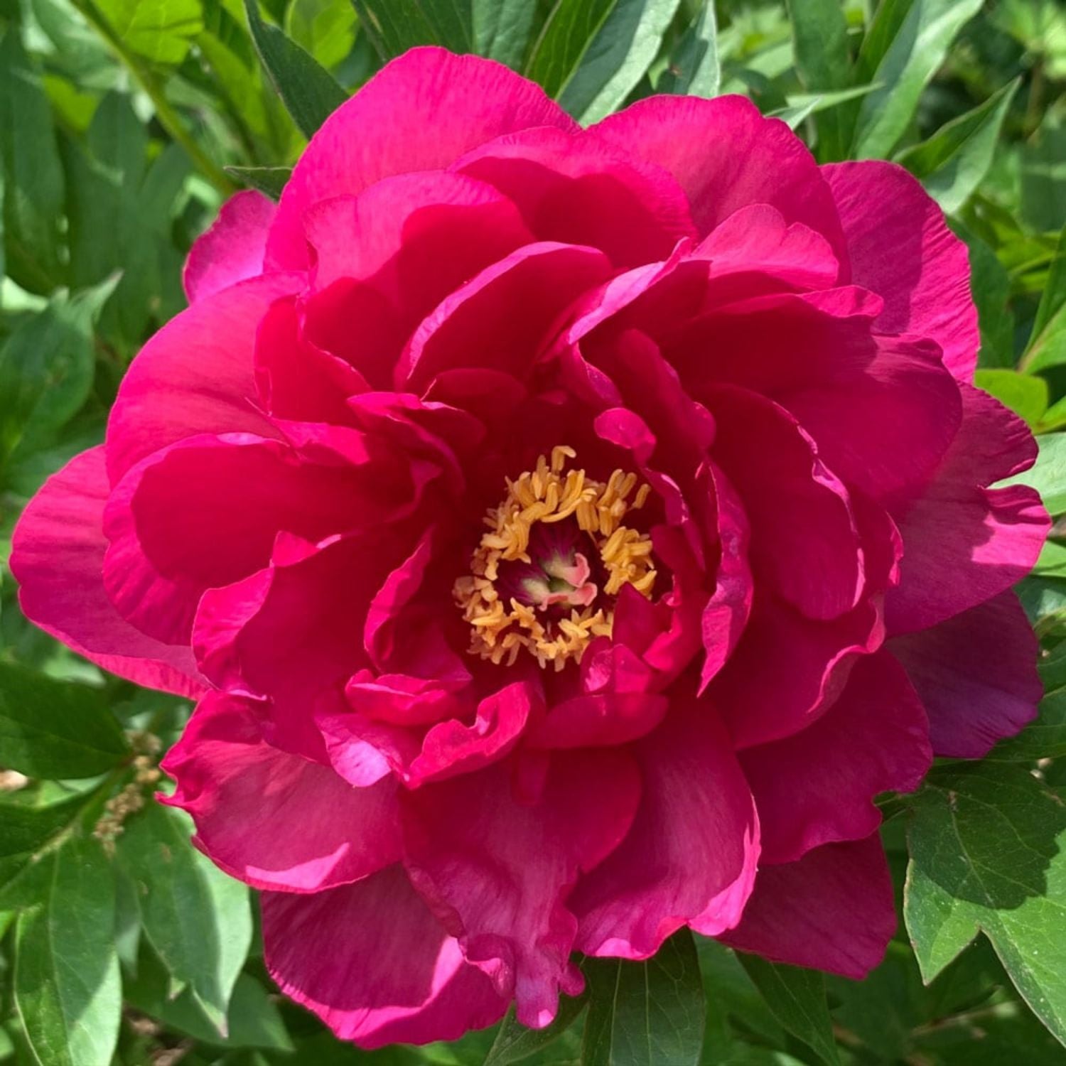 Peony - Garden Candy® Candy Apple Itoh – Plant Me Green