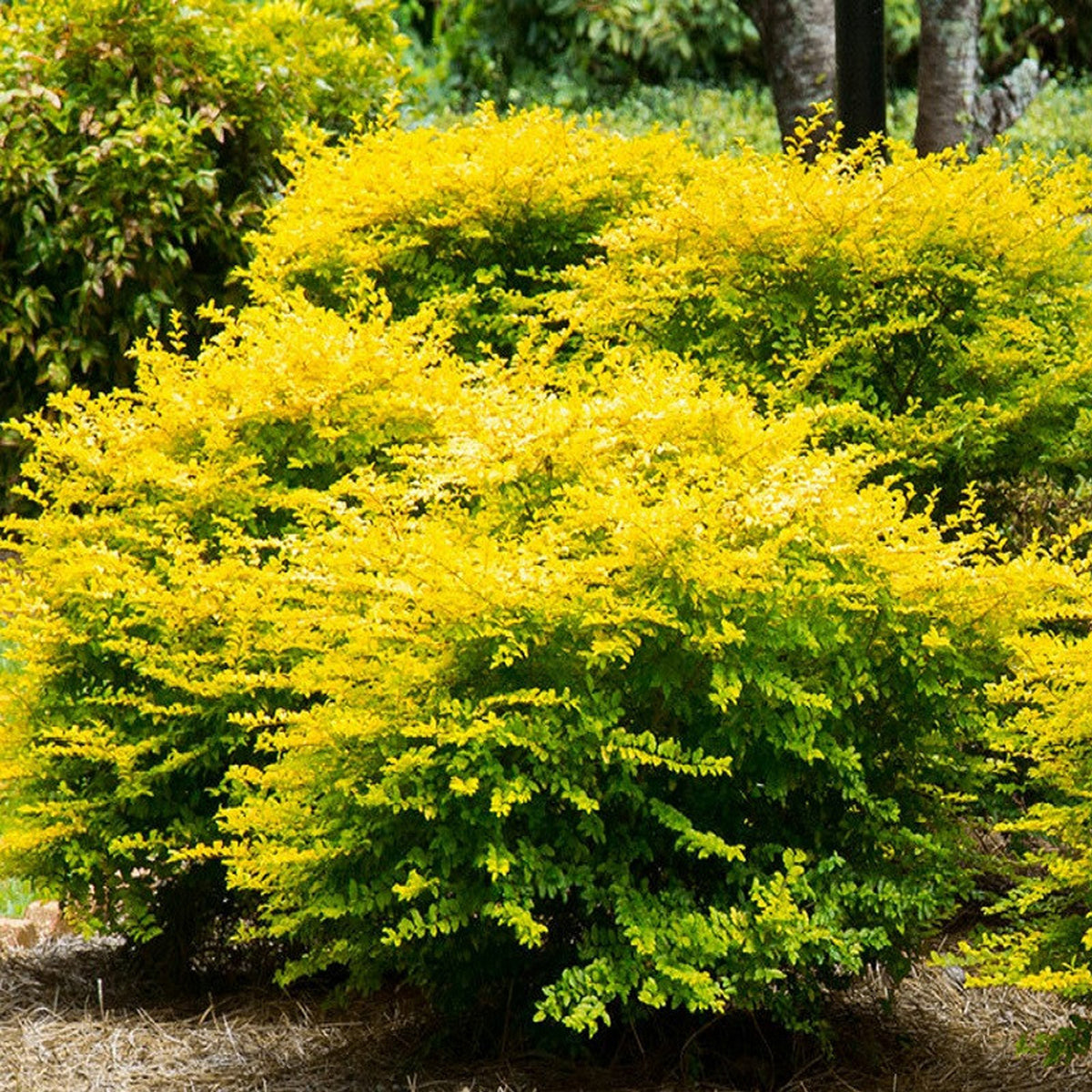 Ligustrum