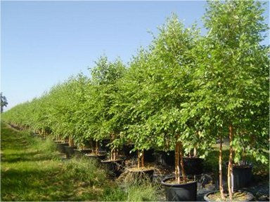 Deciduous fast growing Birch Tree - Heritage