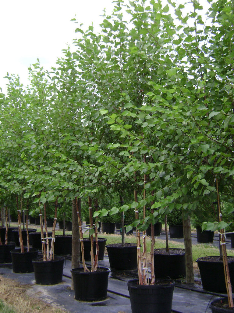 Heritage River Birch Tree